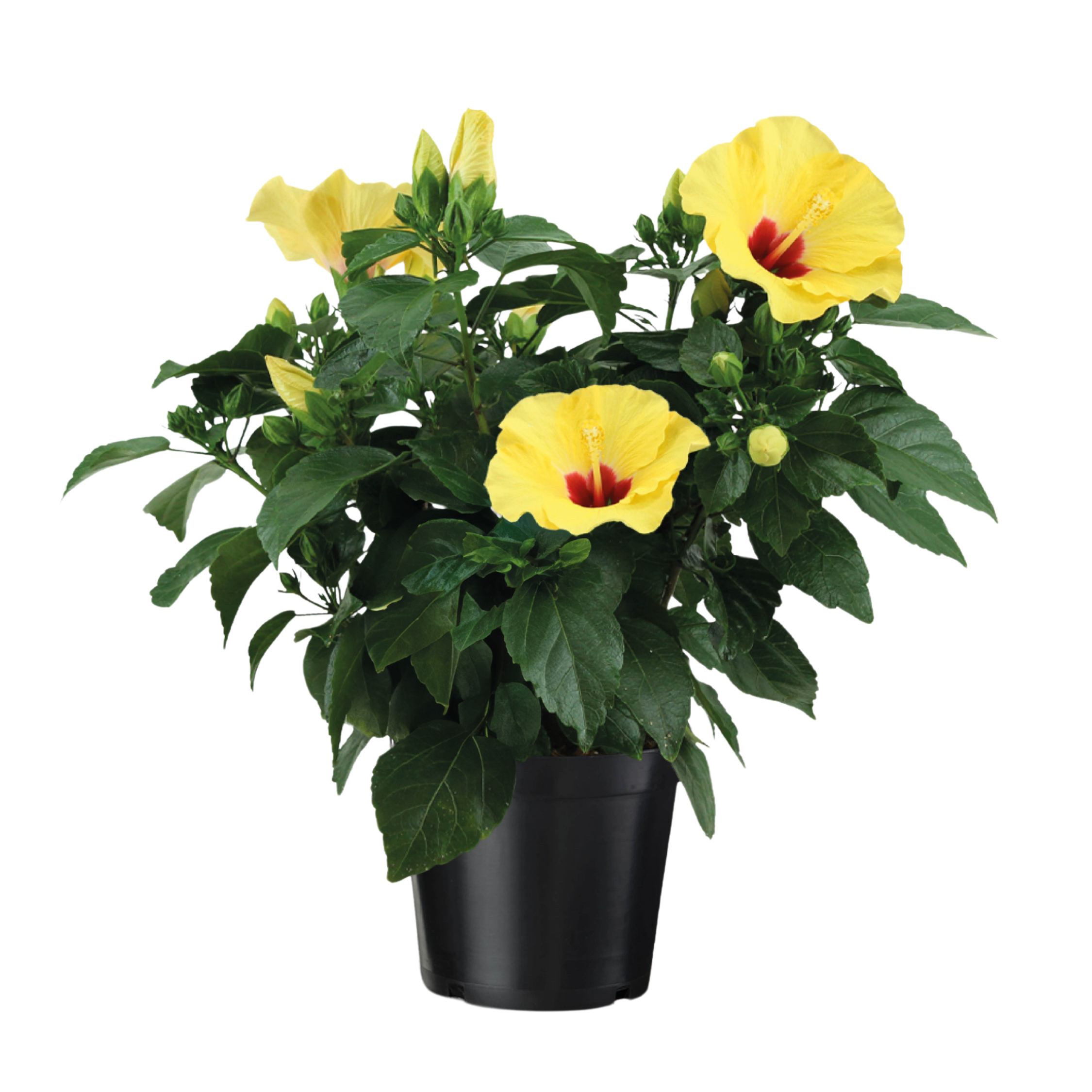 Chinese roos - Hibiscus rosa-sinensis - Geel -⌀17cm - Hoogte 40-50cm afbeelding