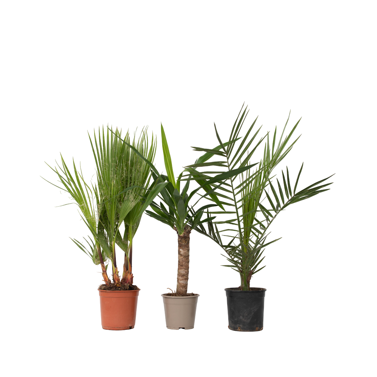 Kamerpalmen - Set van 3 - Indoor Palmmix - Hoogte 50-70cm -⌀14cm afbeelding