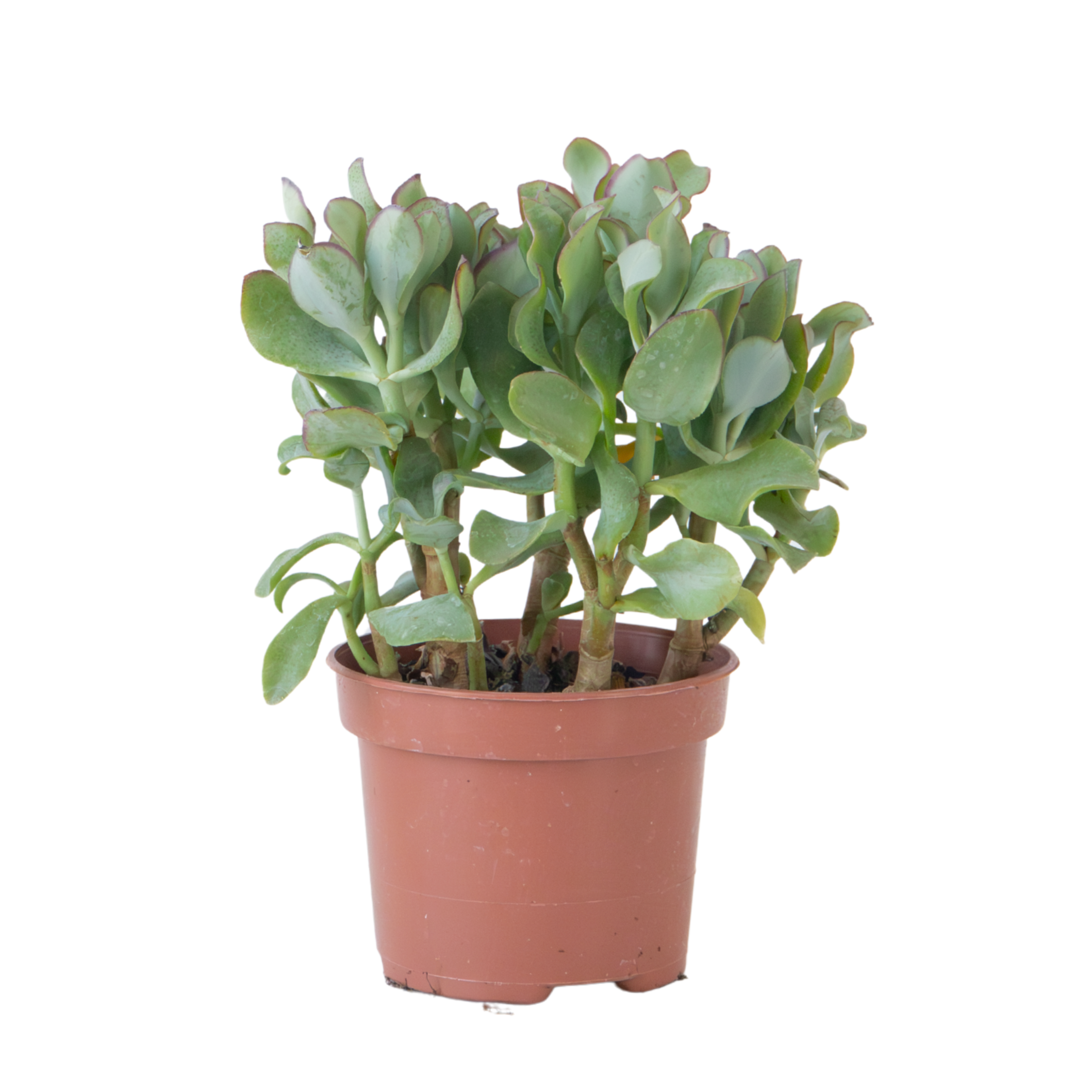 Jadeplant - Crassula arborescens'Curly'- Hoogte 15-25 cm - Pot 12 c afbeelding