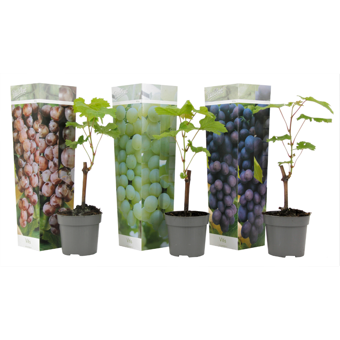 Druivenplant - Set van 3 - Vitis vinifera - Hoogte 25-40cm -⌀9cm afbeelding