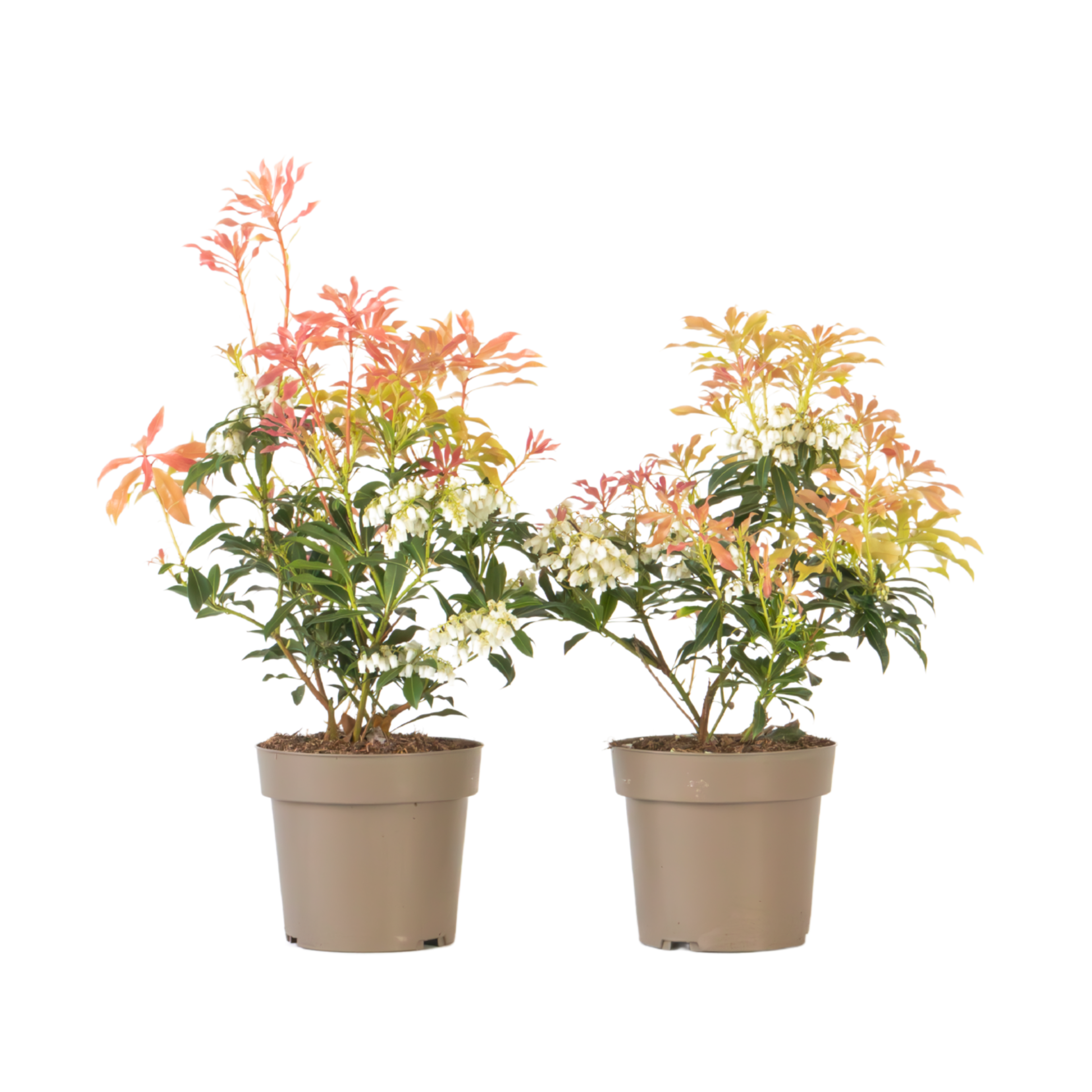 Rotsheide - Set van 2 - Pieris'Forest Flame'- Hoogte 25-40cm -⌀17cm afbeelding