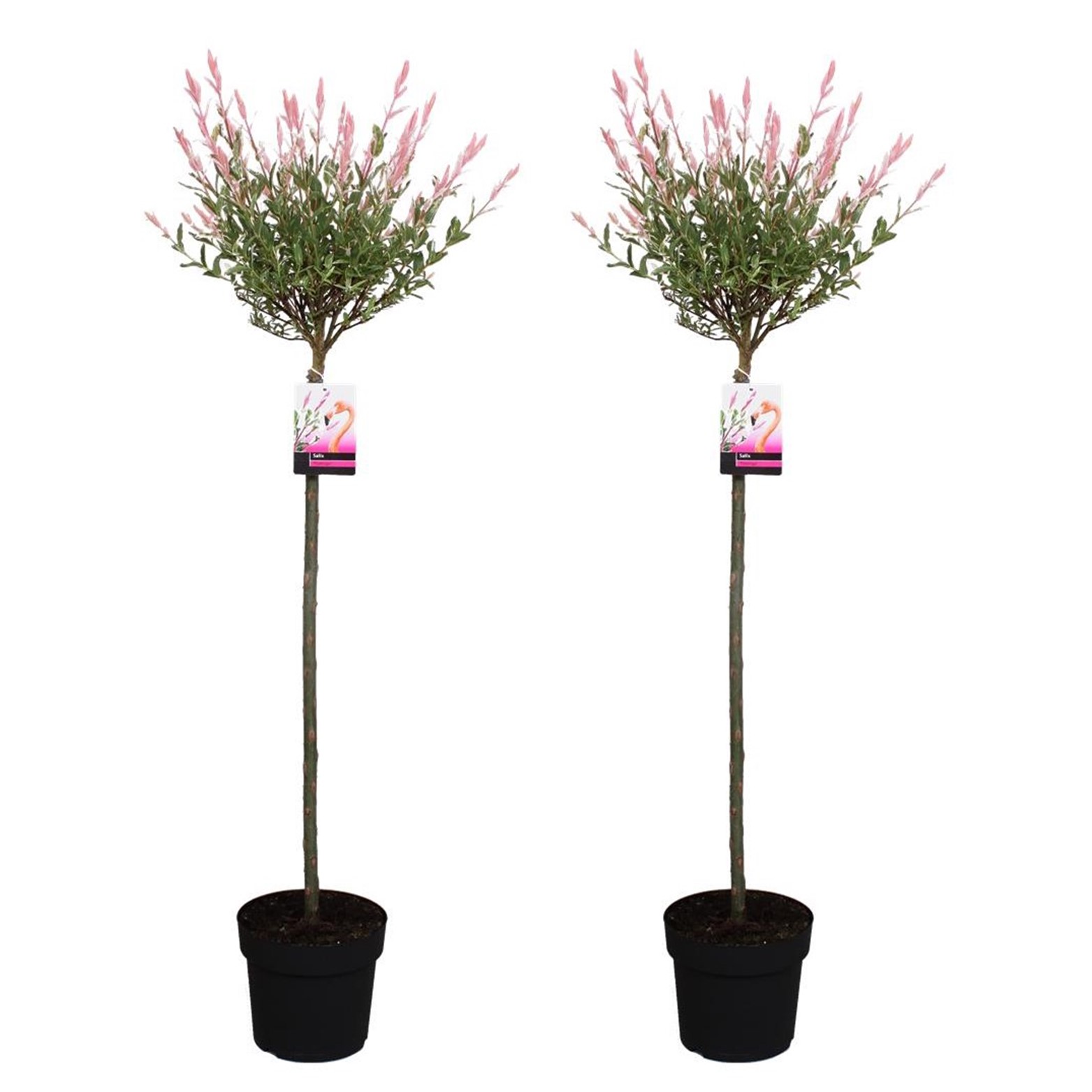 Bonte dwergwilg - Set van 2 - Salix'Flamingo'- Hoogte 110-120cm -⌀21cm afbeelding