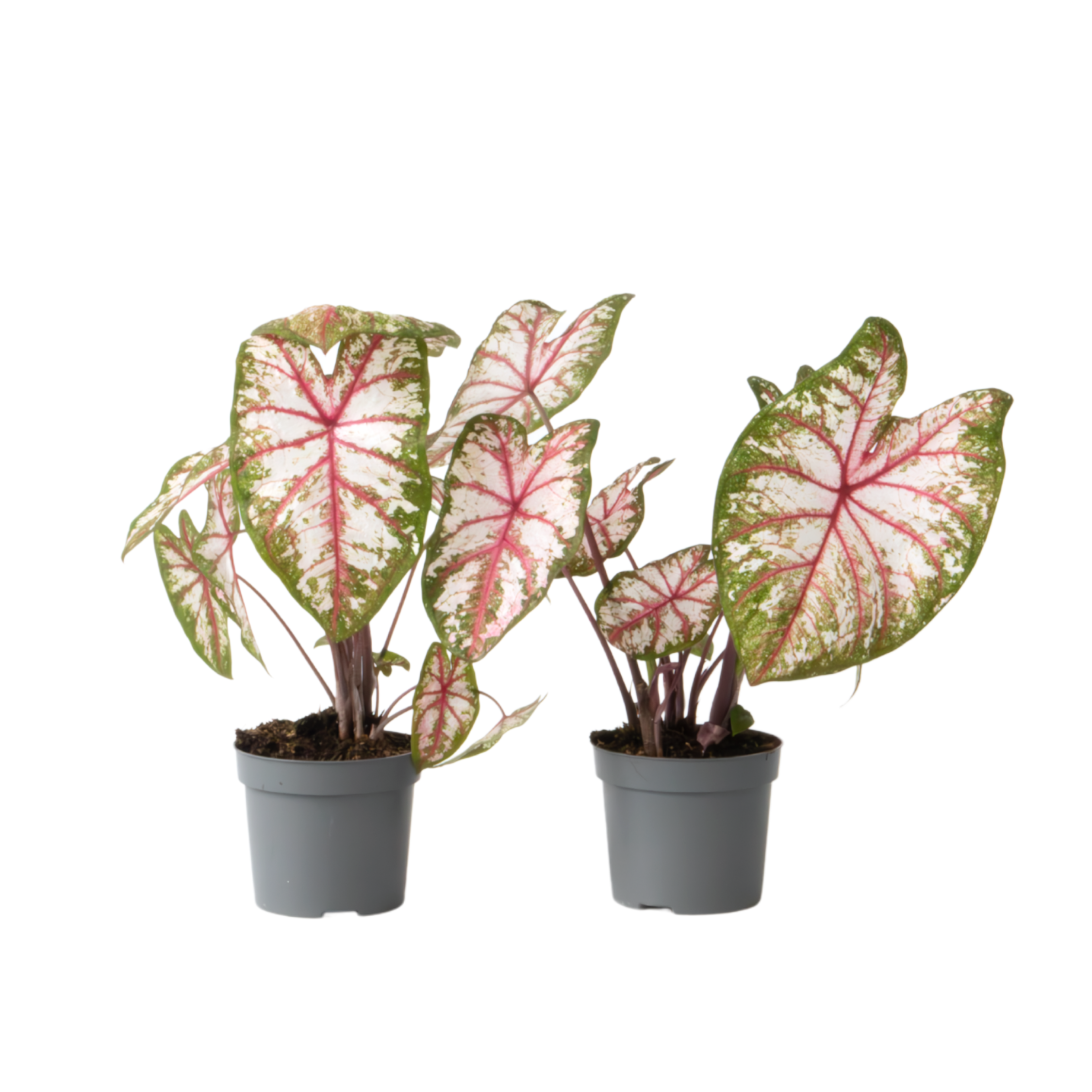 Engelenvleugels - Set van 2 - Caladium'Tapestry'- Hoogte 25-35cm -⌀13cm afbeelding