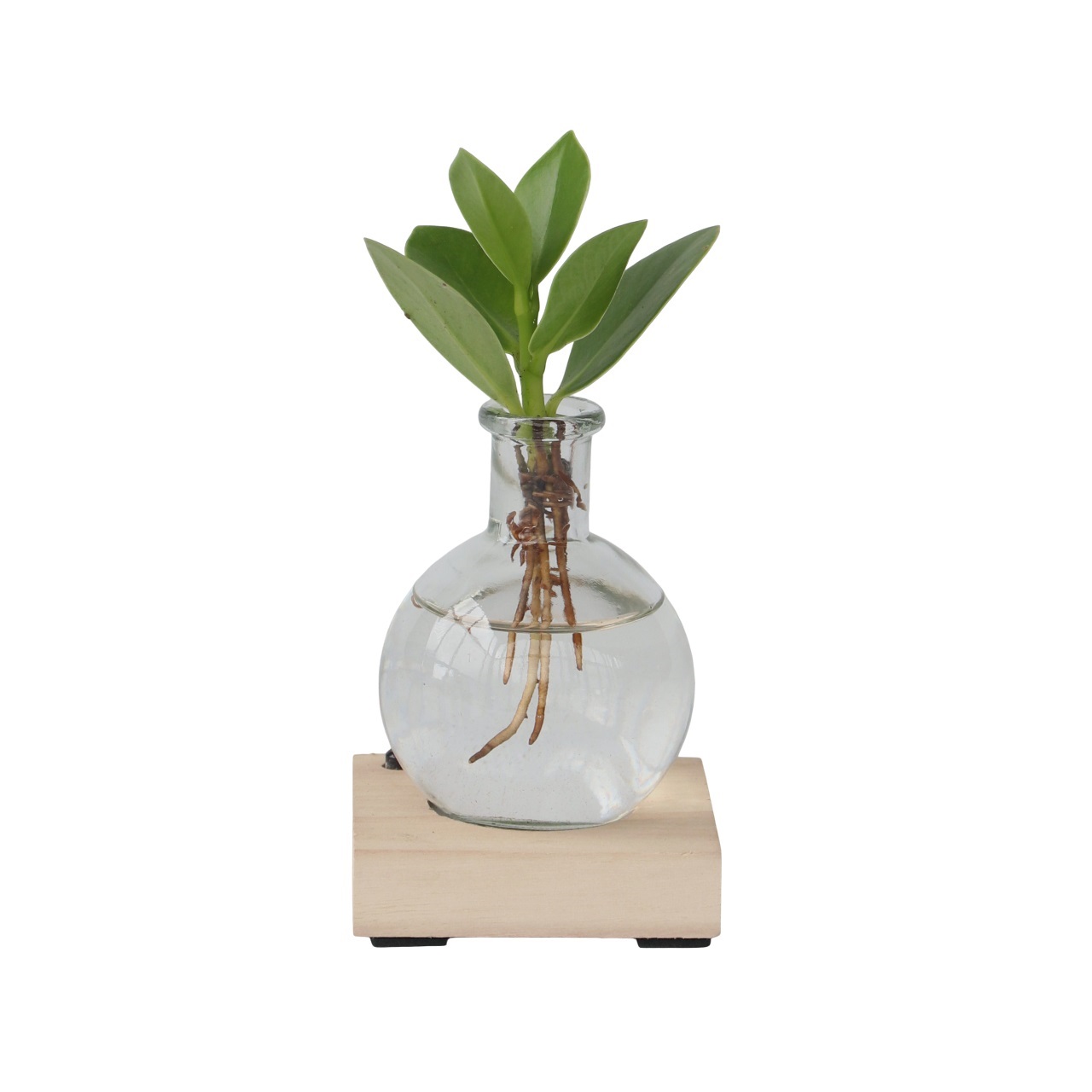 Varkensboom in glas met verlichting - Clusia rosea - Hoogte 15-20cm -⌀8cm afbeelding