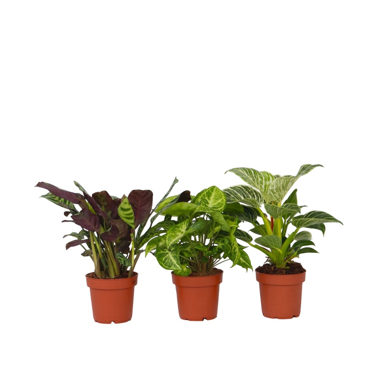 Tropische kamerplanten - Set van 3 - Hoogte 25-40cm -⌀12cm afbeelding