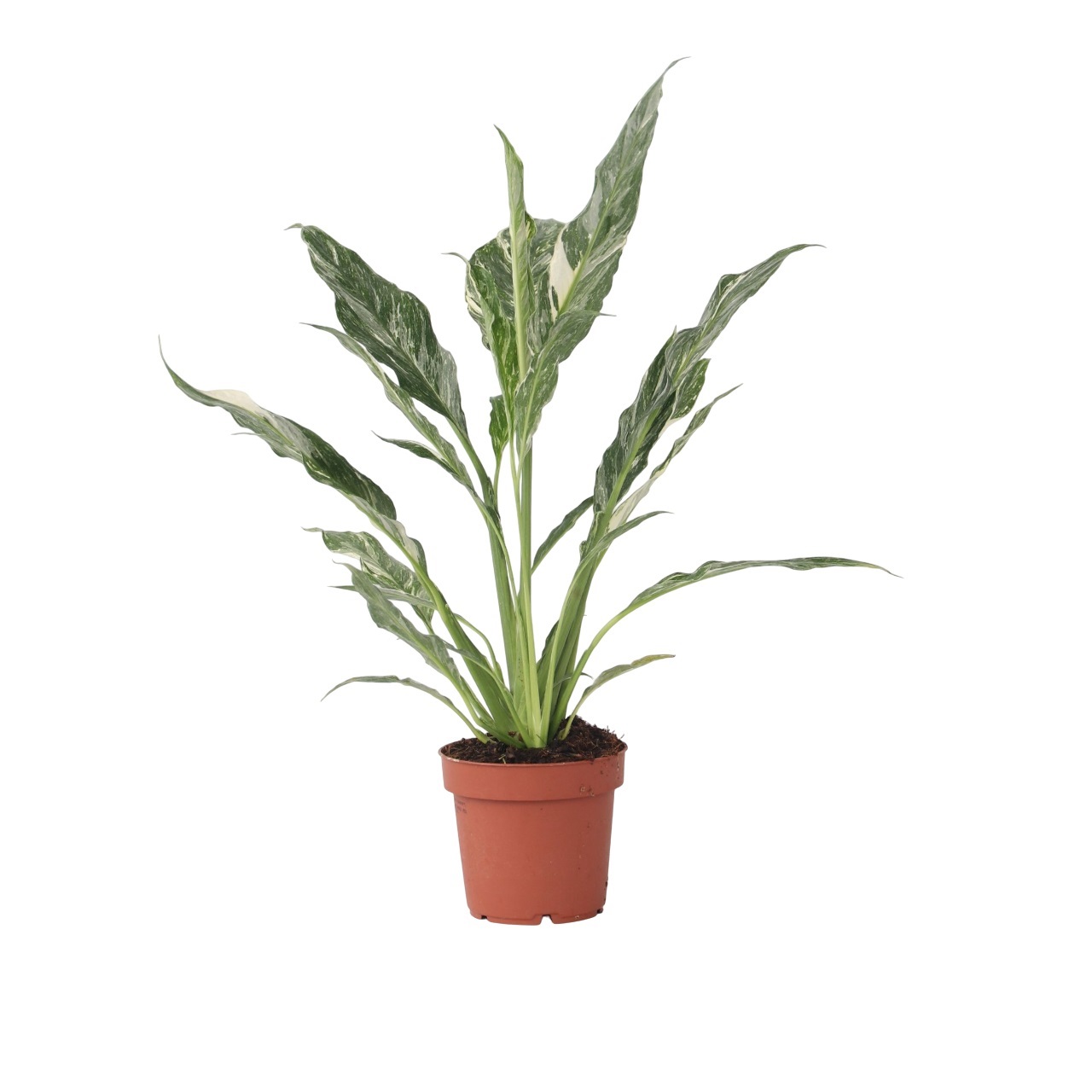Lepelplant - Spathiphyllum'Diamond'- Hoogte 40-50cm -⌀12cm afbeelding