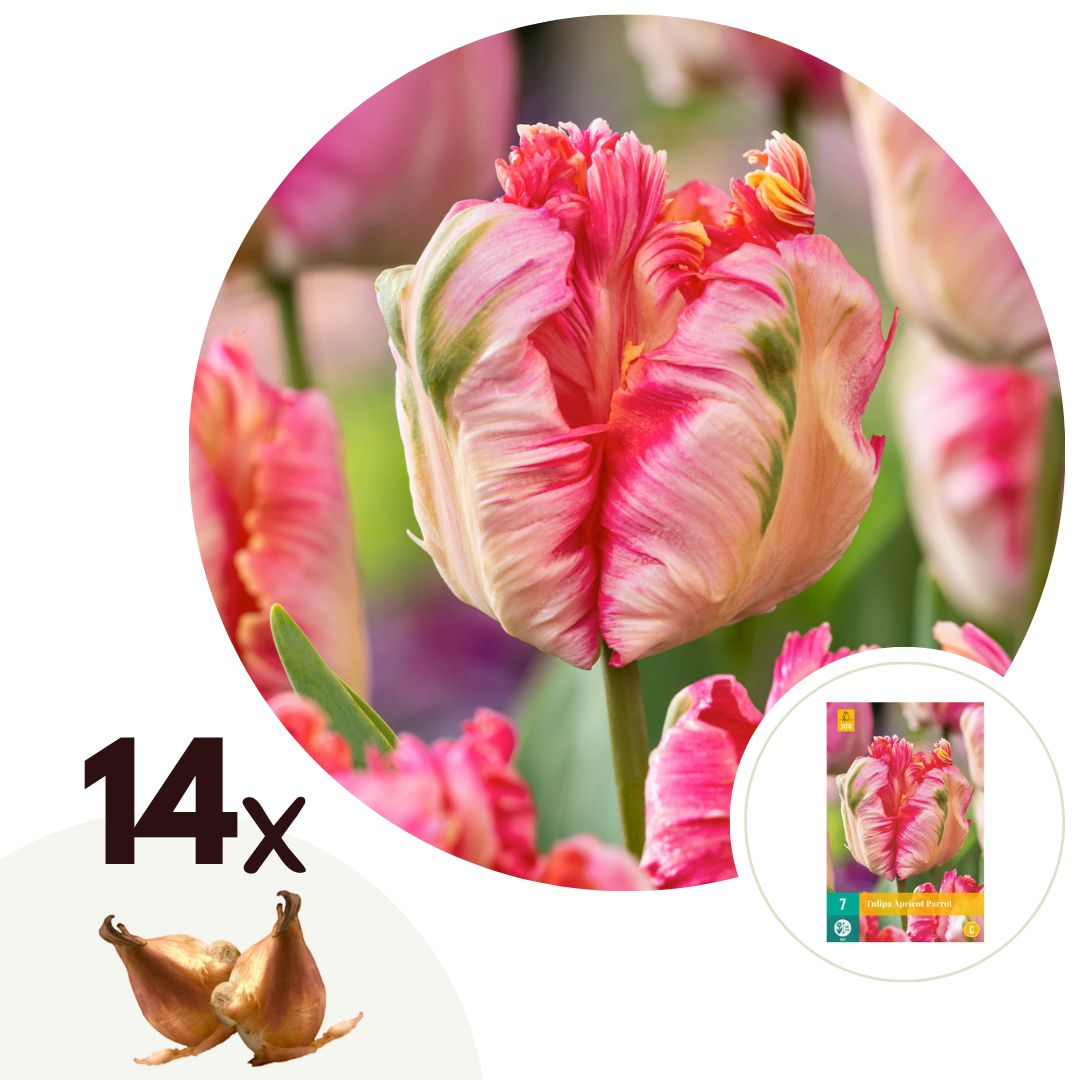 Tulpenbollen - Set van 14 - Tulipa'Apricot Parrot'- Bloembollen - Roze afbeelding