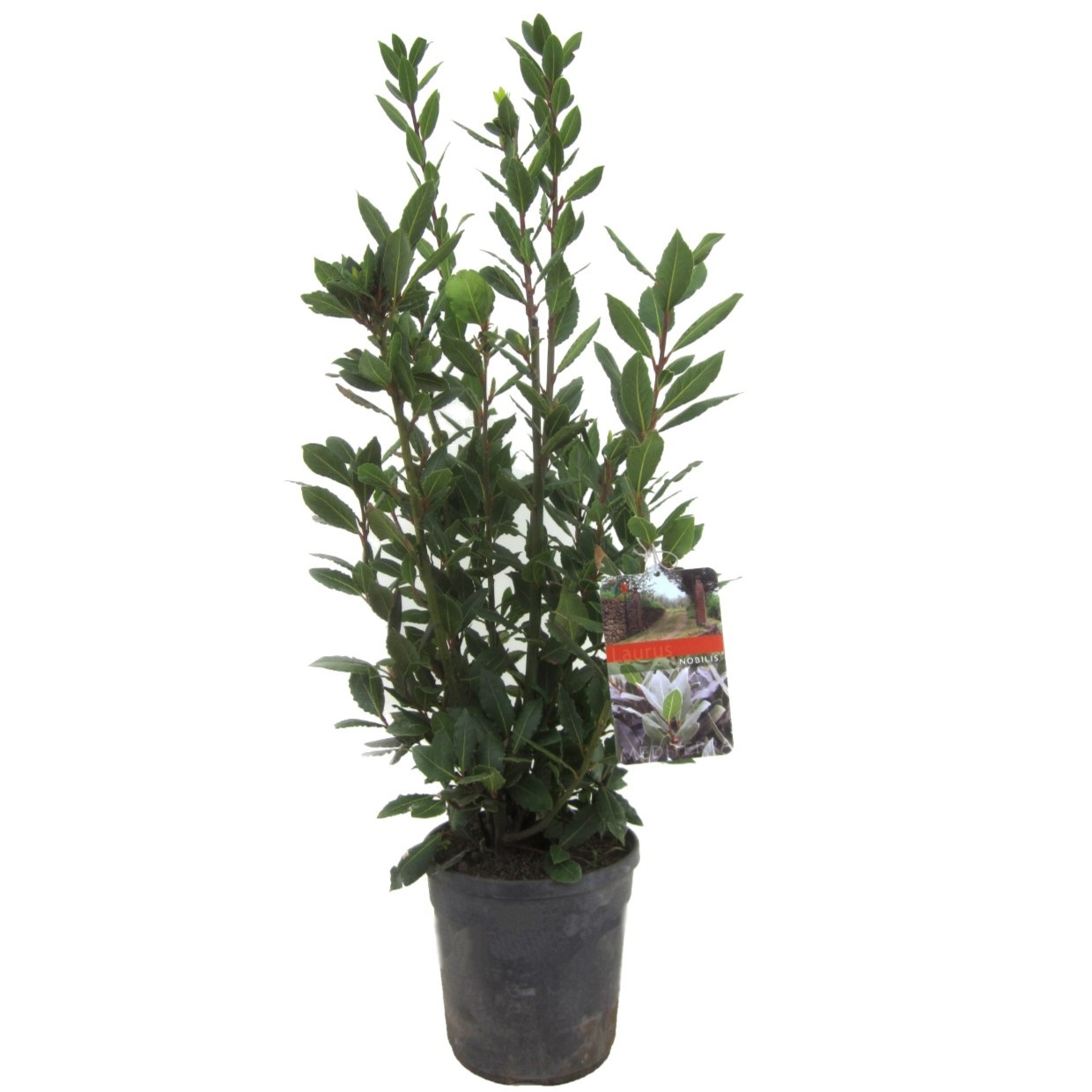 Laurierboom - Laurus nobilis - Hoogte 90-100cm -⌀21cm afbeelding