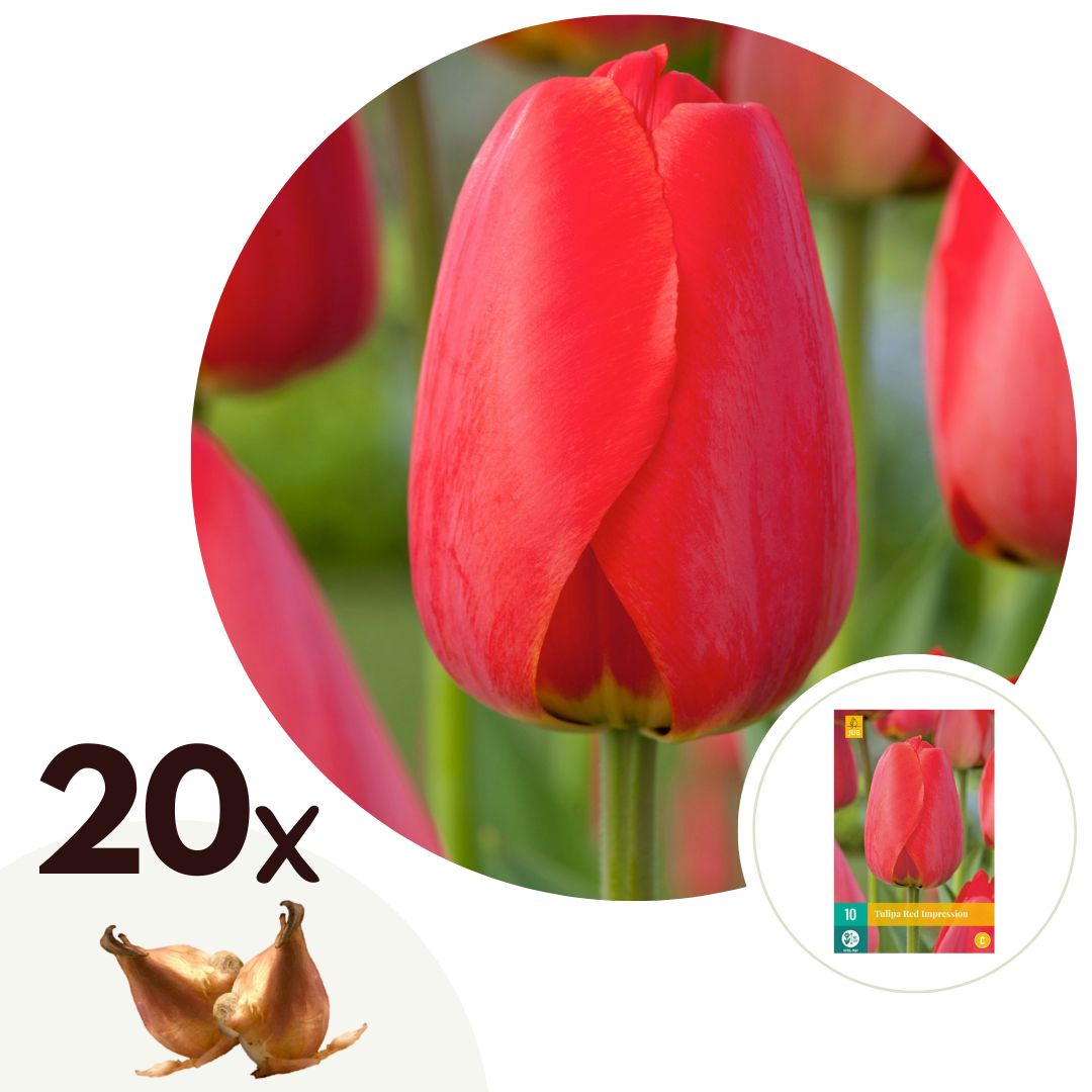 Tulpenbollen - Set van 20 - Tulipa'Red Impression'- Bloembollen - Rood afbeelding