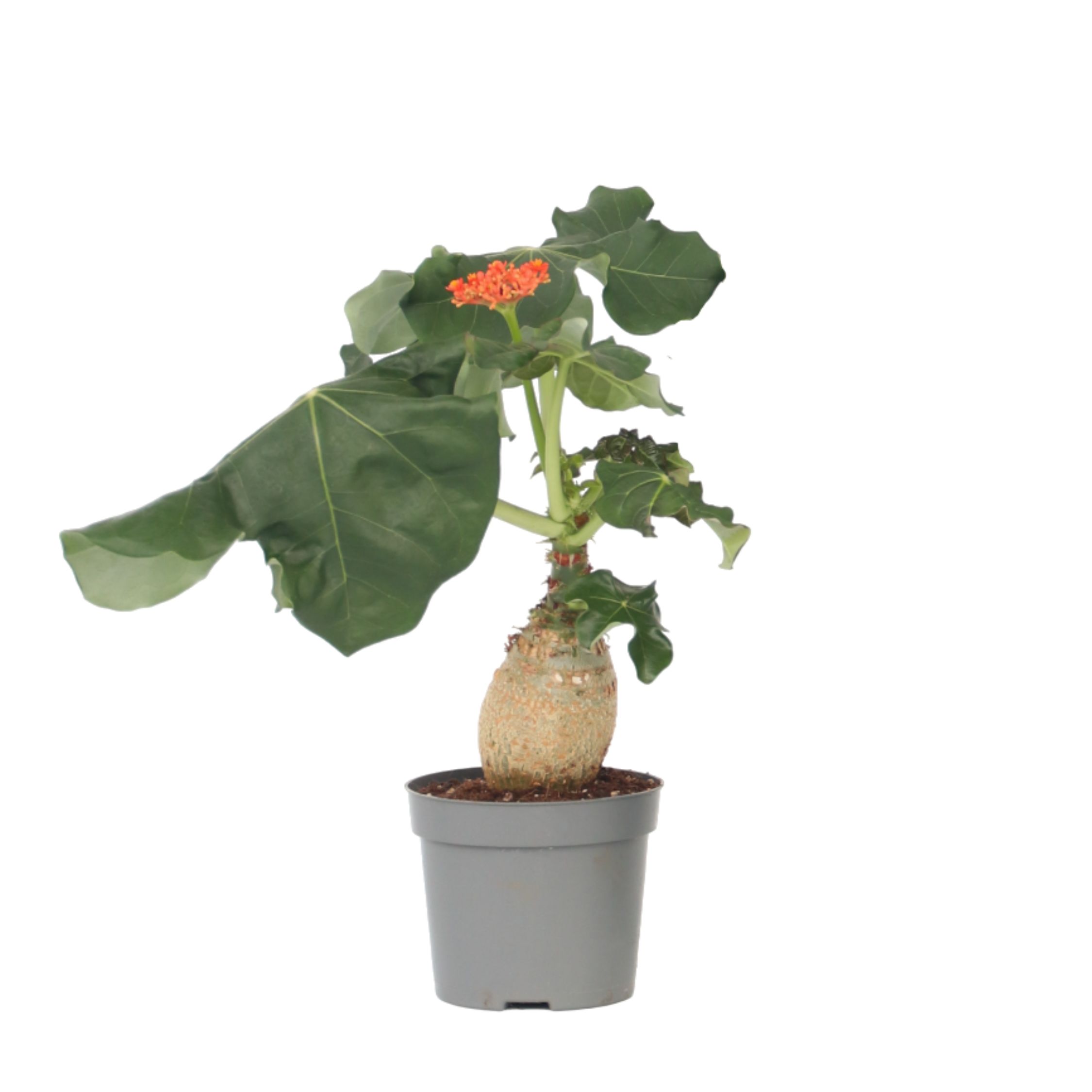 Dávivec odulý - Jatropha podagrica - Výška 25-45cm - ⌀13cm
