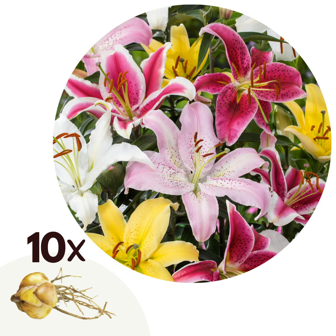Lelie - Set van 10 - Lilium orientalis - Wortelstokken afbeelding