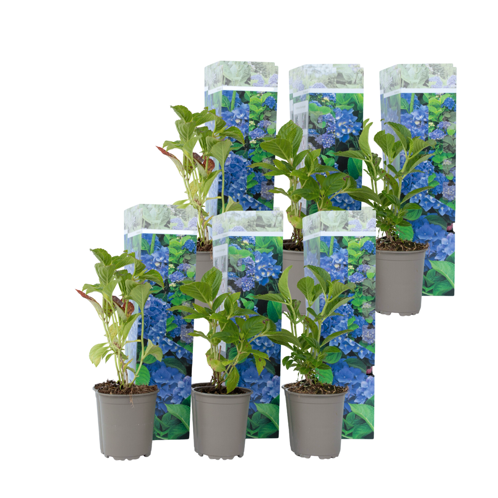 Bolhortensia - Set van 6 - Hydrangea'Early Blue'- Hoogte 25-40cm -⌀9cm afbeelding