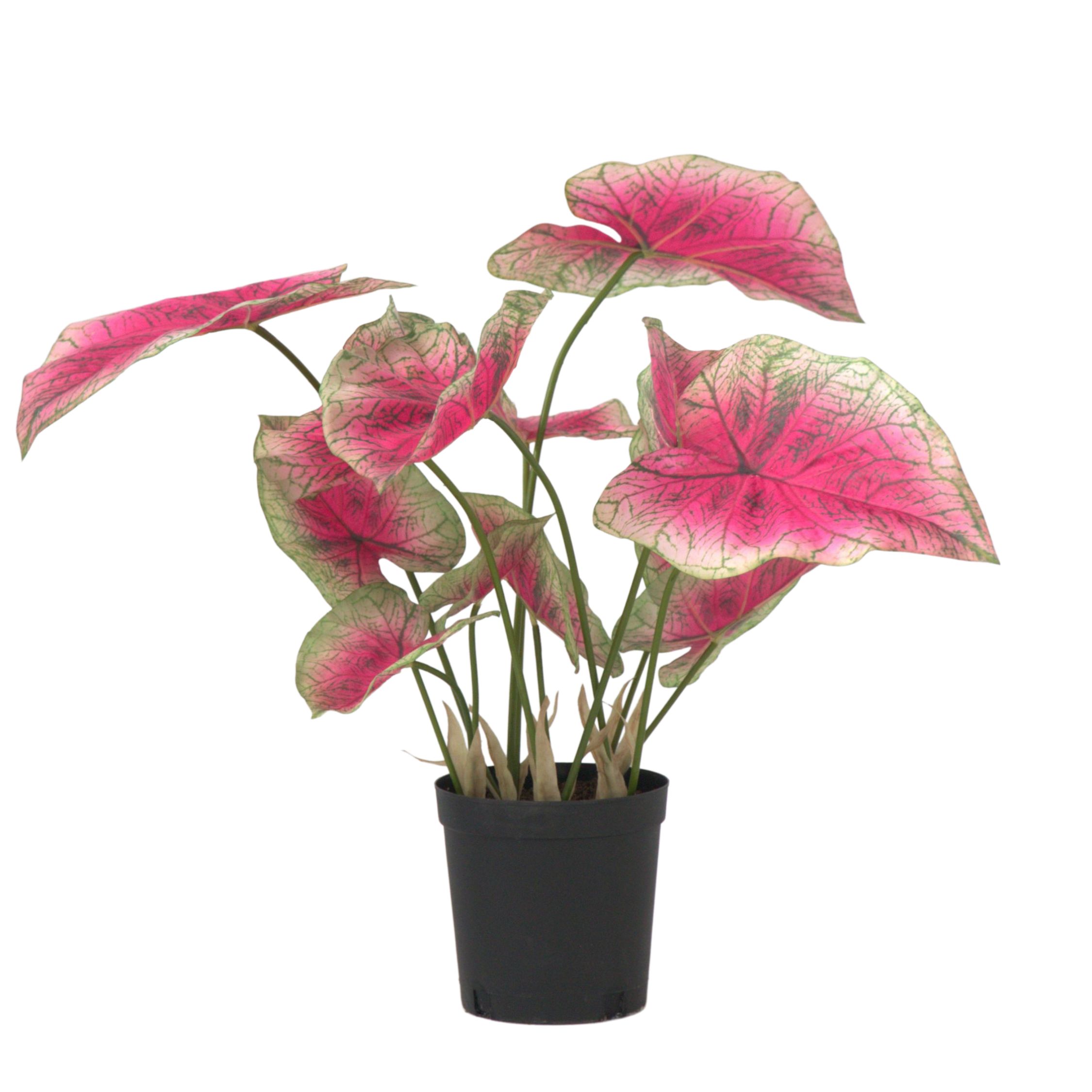 Kunstplant caladium– Hoogte 60cm afbeelding