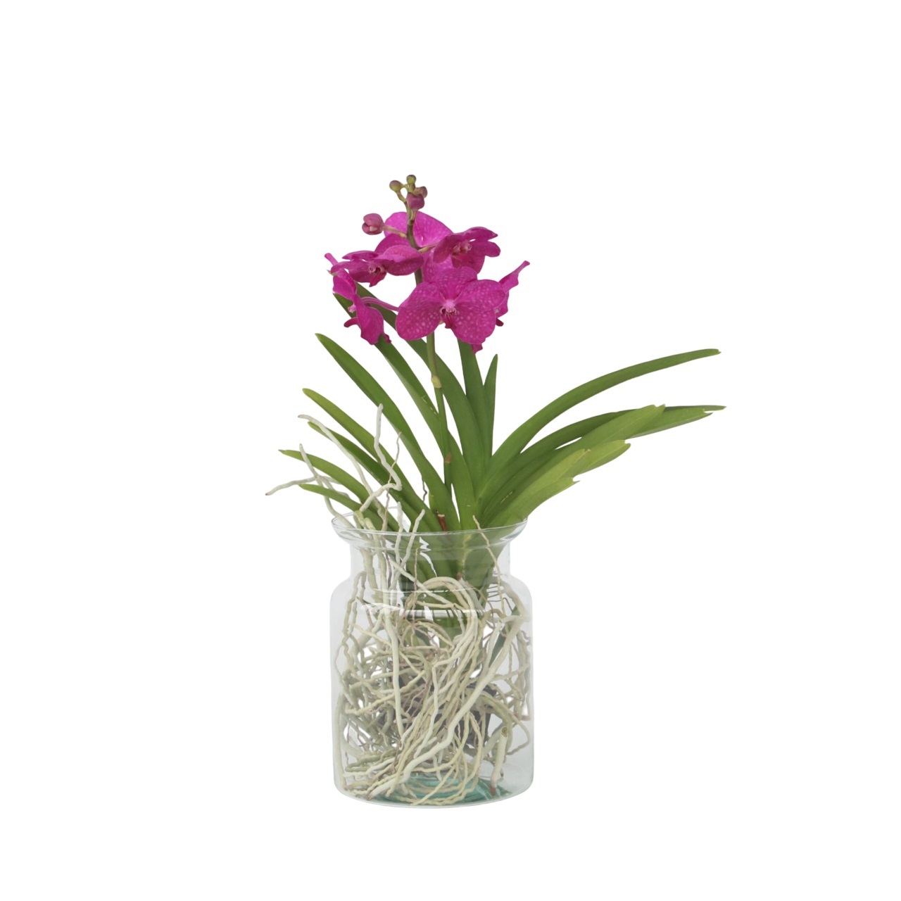Creme-wit Orchidee - Vanda'Cerise'- Hoogte 40-50cm -⌀14cm afbeelding