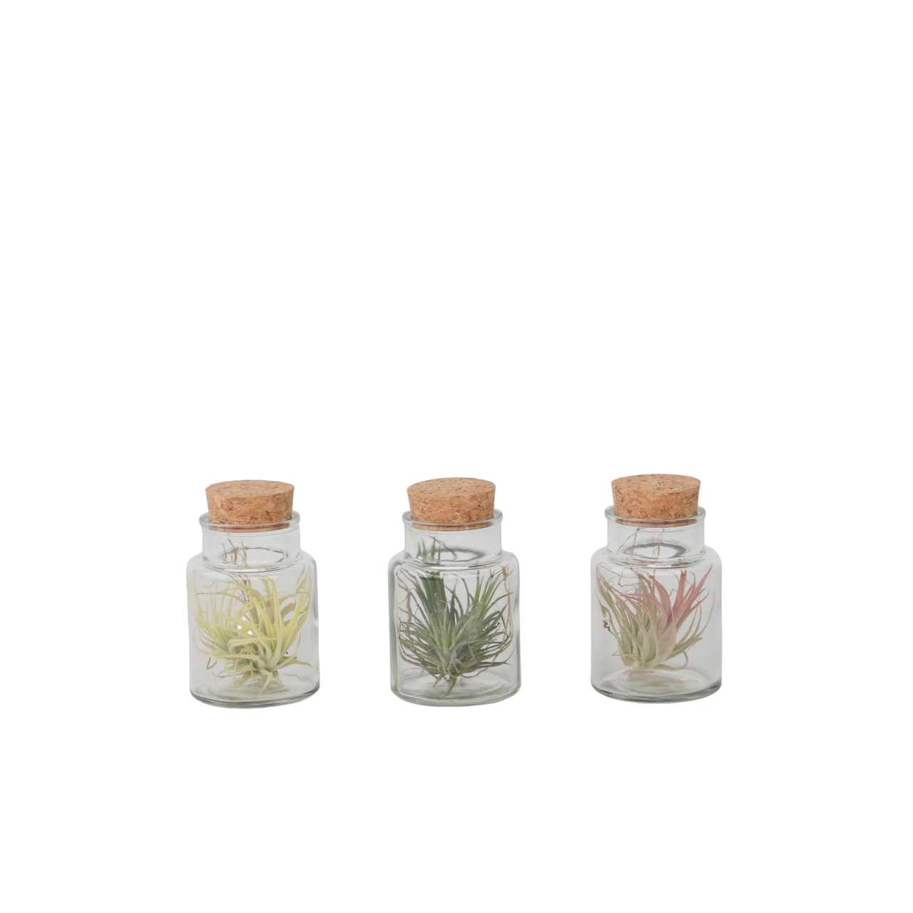 Luchtplantjes in glas - Set van 3 - Tillandsia - Hoogte 5-15cm -⌀5cm afbeelding