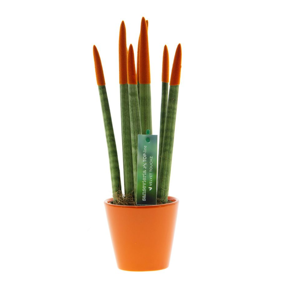 Vrouwentong - Sansevieria cylindrica - Hoogte 20-40cm -⌀9cm afbeelding