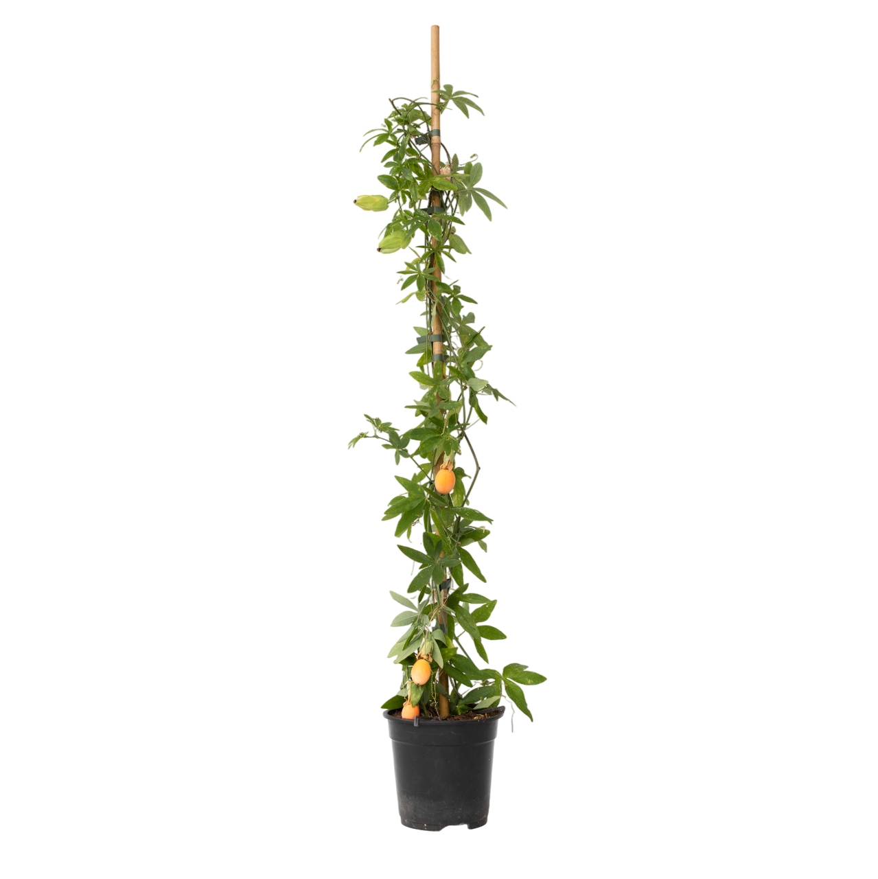 Passiebloem - Passiflora caerulea - Hoogte 110-120cm -⌀17cm afbeelding