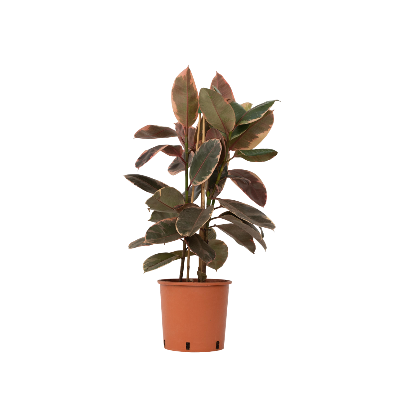 Rubberplant - Ficus Elastica'Belize'- Hoogte 75-100cm -⌀24cm afbeelding