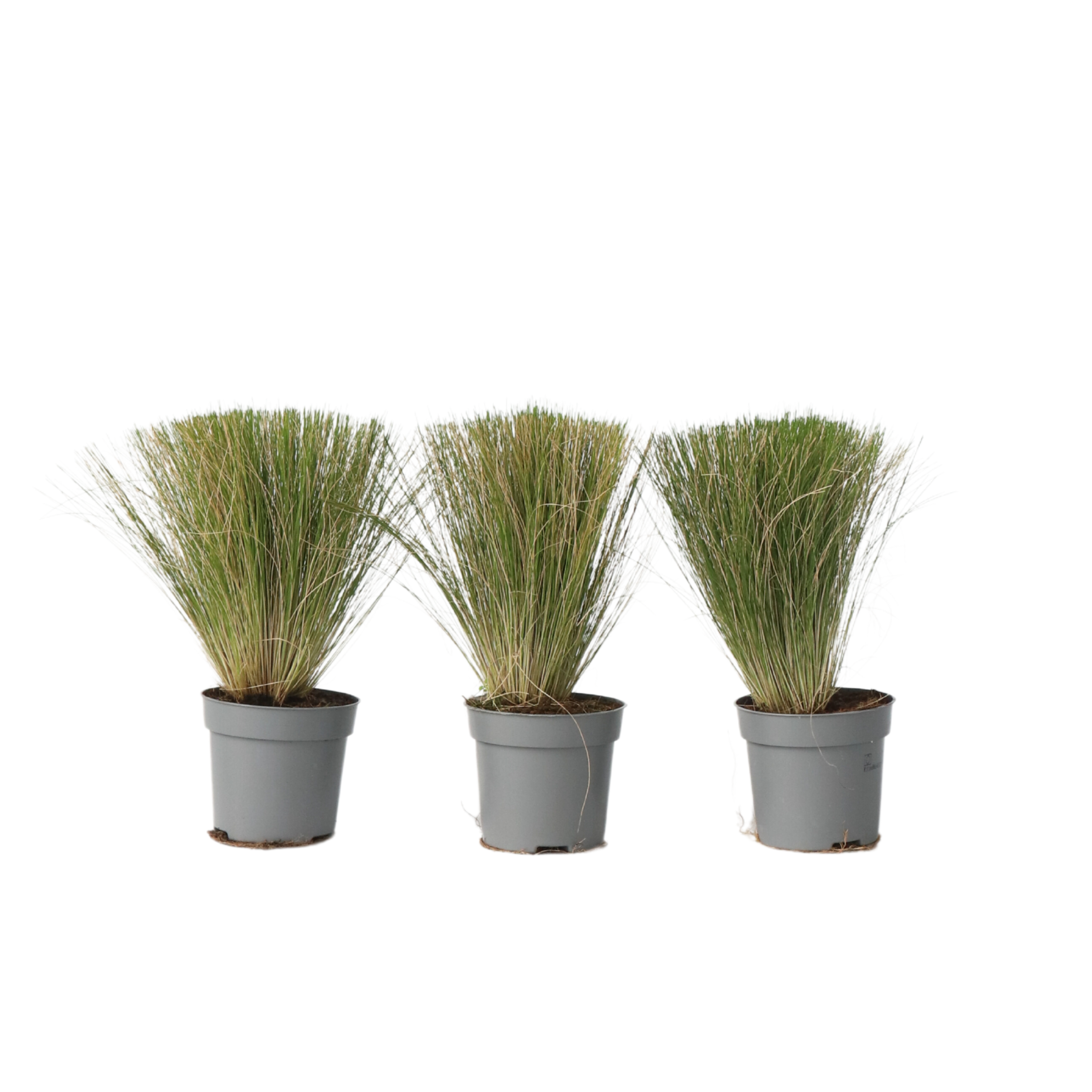Vedergras - Set van 3 - Stipa tenuifolia'Pony Tails'- Hoogte 20-30cm -⌀9cm afbeelding