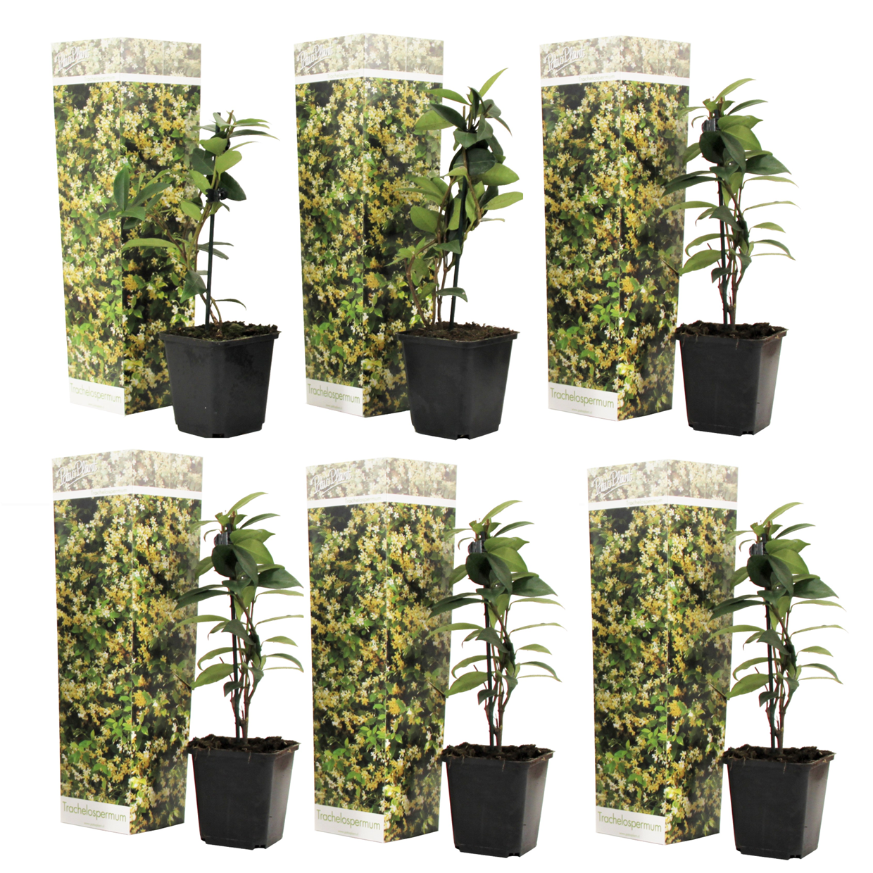 Toscaanse jasmijn - Set van 6 - Trachelospermum jasm. - Hoogte 25-40cm -⌀9cm afbeelding