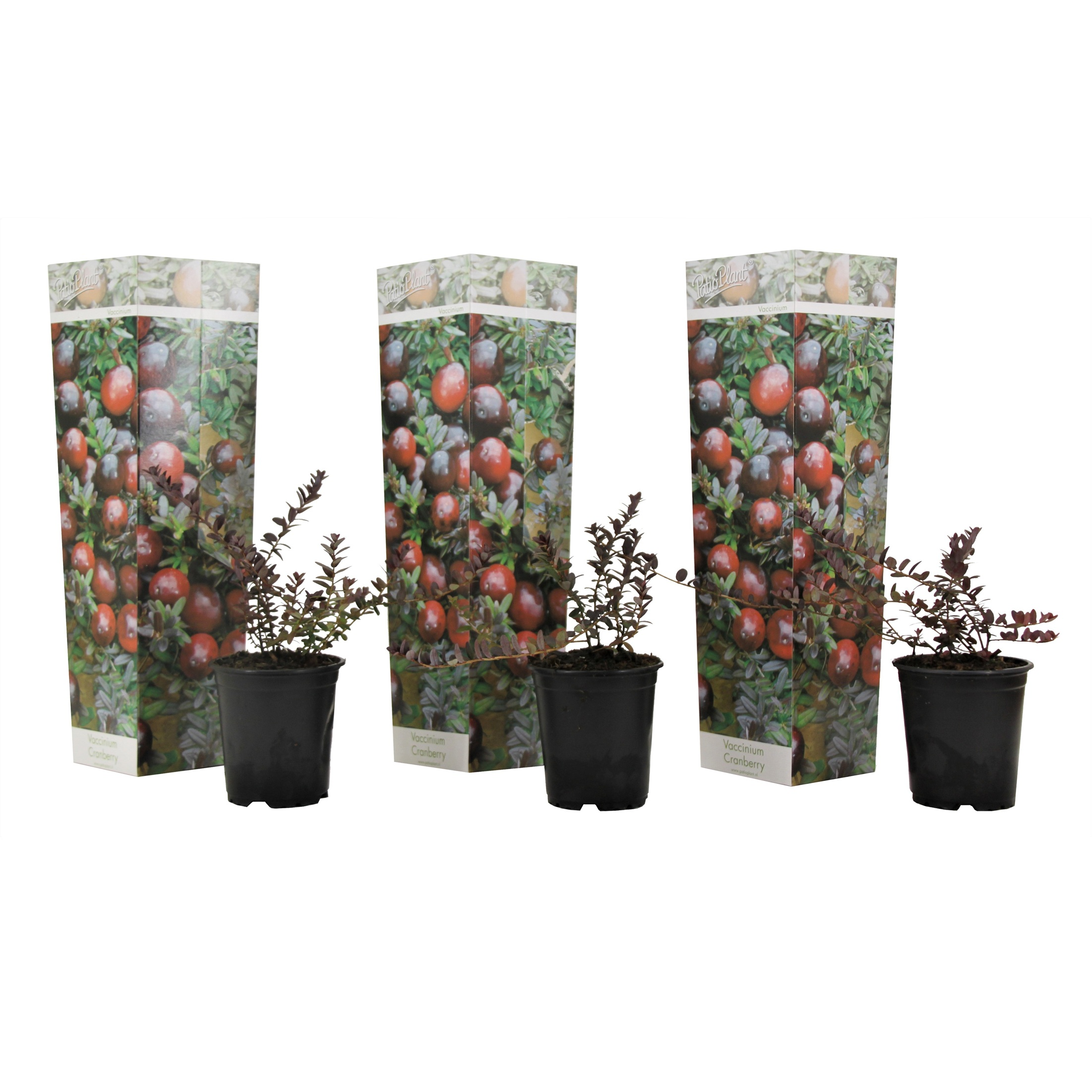 Veenbes - Set van 3 - Vaccinium macrocarpon'Cranberry'- Hoogte 10-20cm -⌀9cm afbeelding