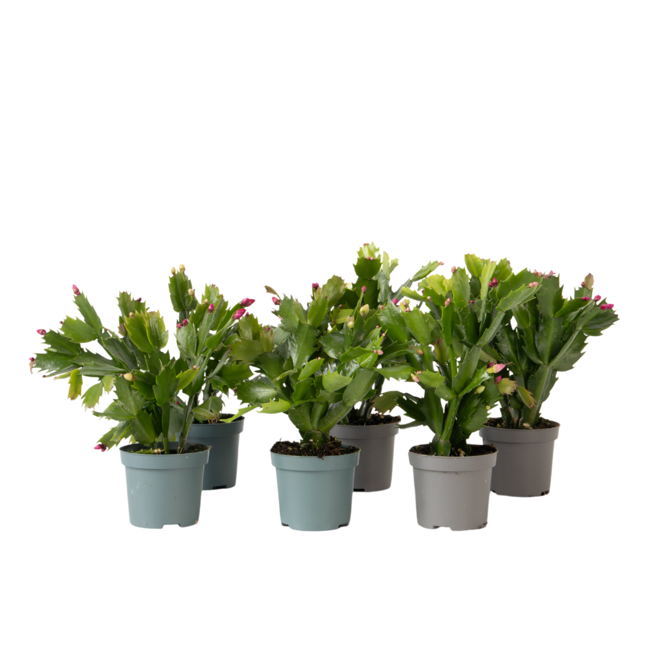 Kerstcactussen - Set van 6 - Schlumbergera'Tricolor'- Hoogte 15-25cm -⌀9cm afbeelding