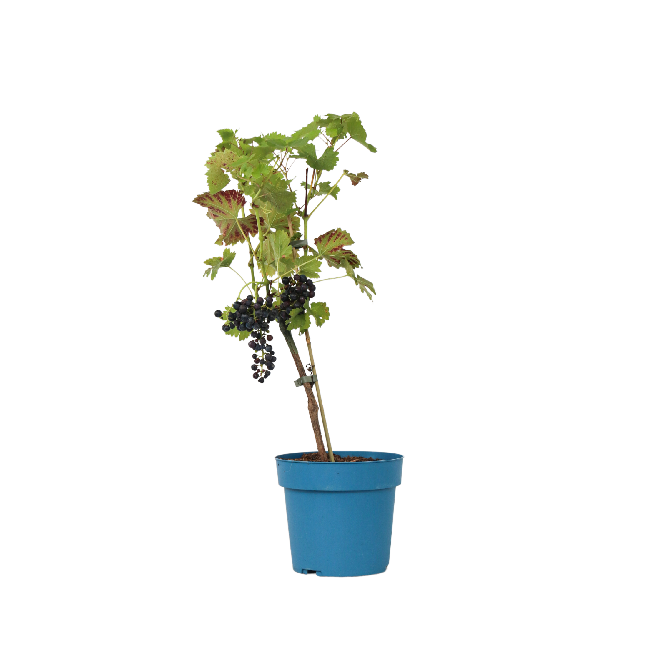 Druivenplant - Vitis vinifera‘Nero’ - Hoogte 60-75cm - ⌀21cm afbeelding