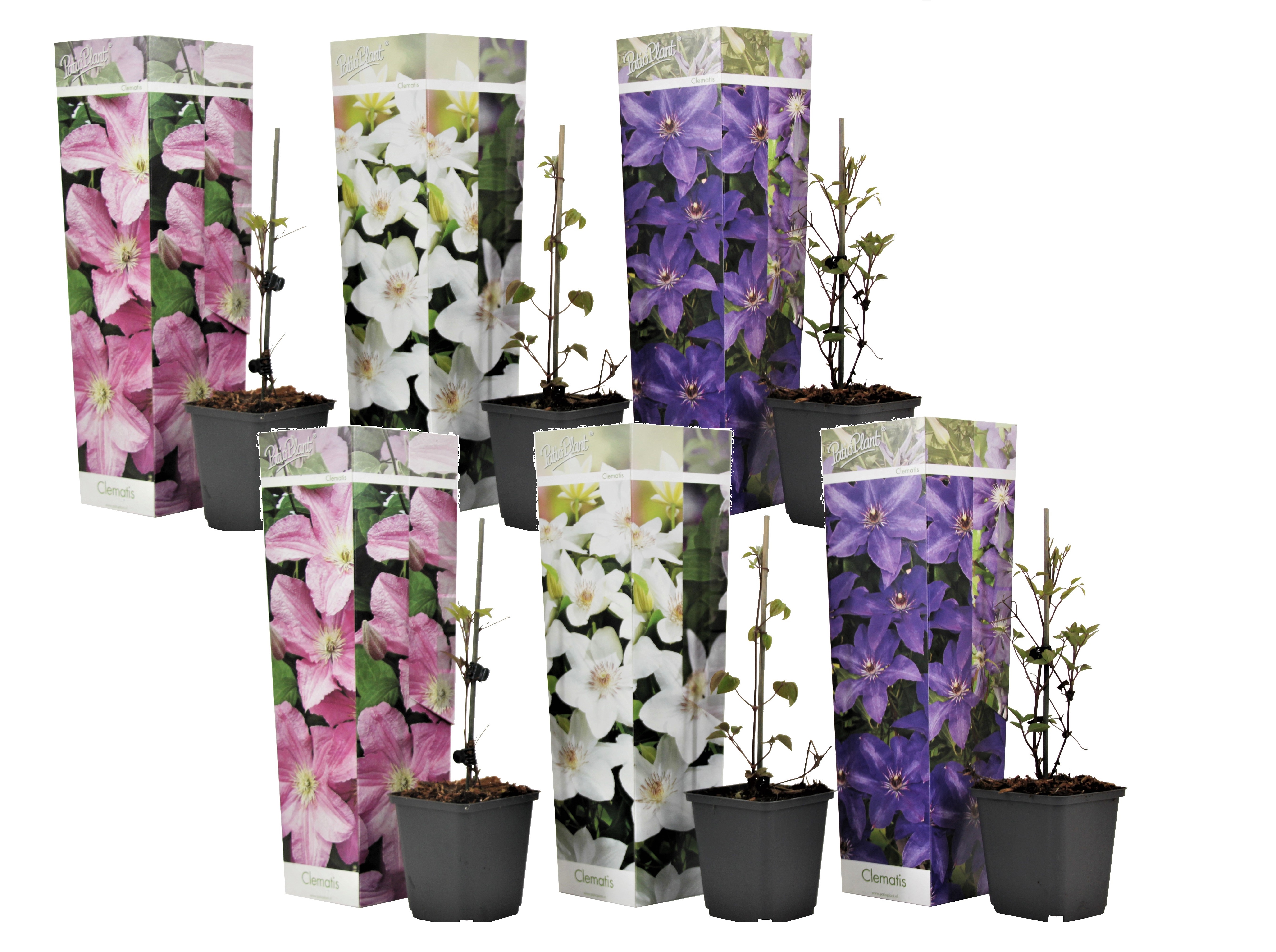 Bosrank - Set van 6 - Clematis hybrid - Hoogte 25-40cm -⌀9cm afbeelding
