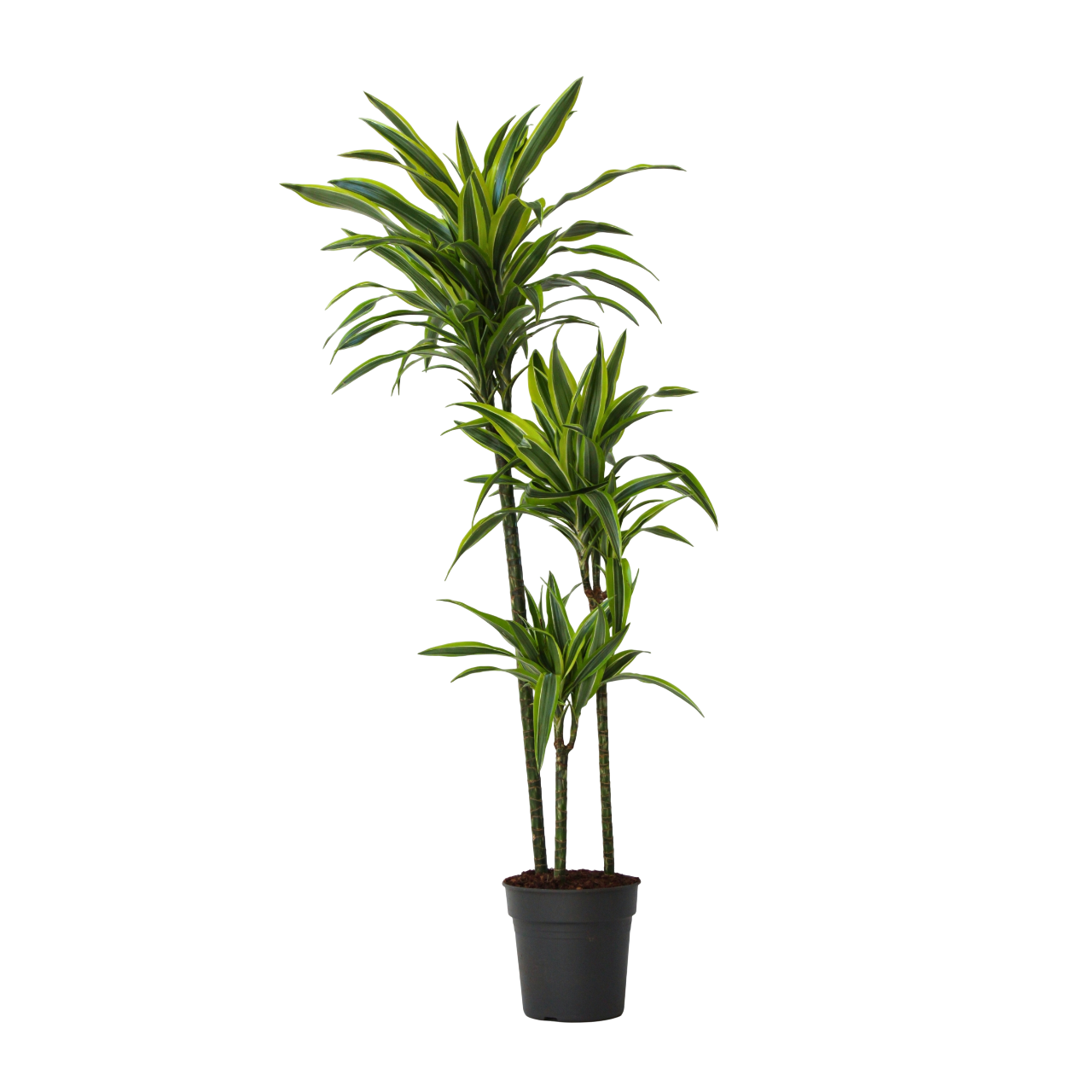 Drakenbloedboom - Dracaena'Lemon Lime'- Hoogte 130-140cm -⌀24cm afbeelding
