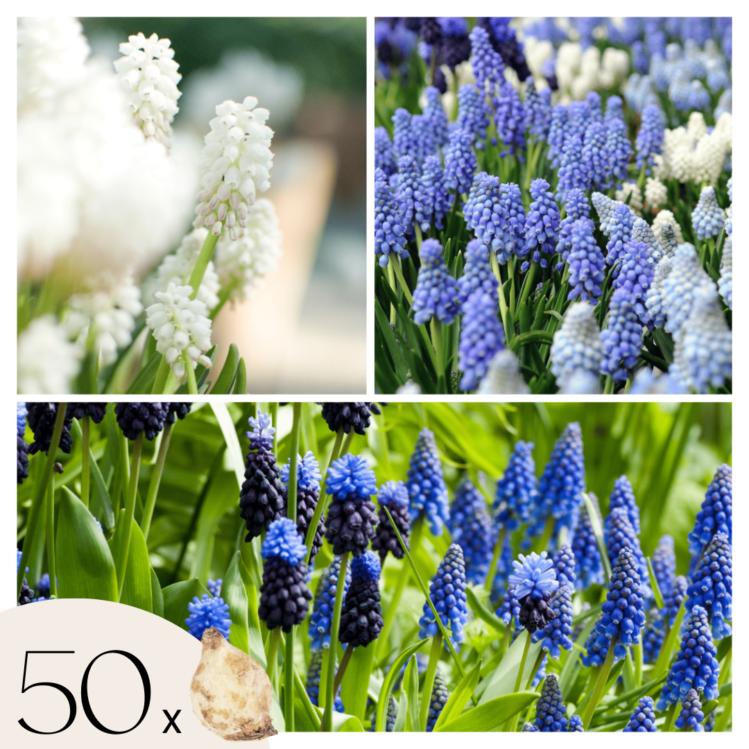 Blauwe Druifjes - Set van 50 - Muscari'Magic Mix'- Bloembollen afbeelding