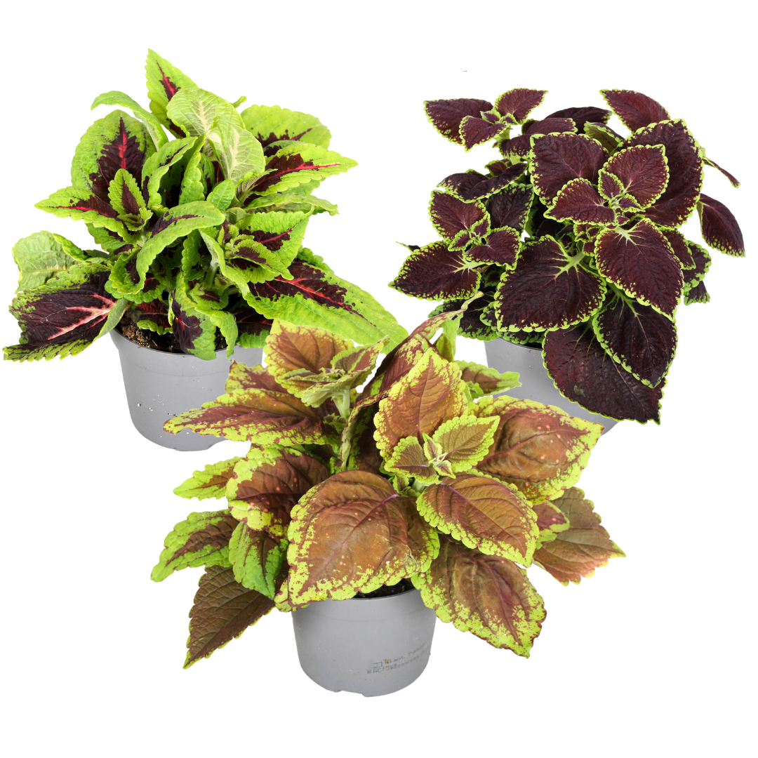 Coleus - Set van 3 - Plectranthus scutellarioides - Hoogte 25-40cm -⌀13cm afbeelding