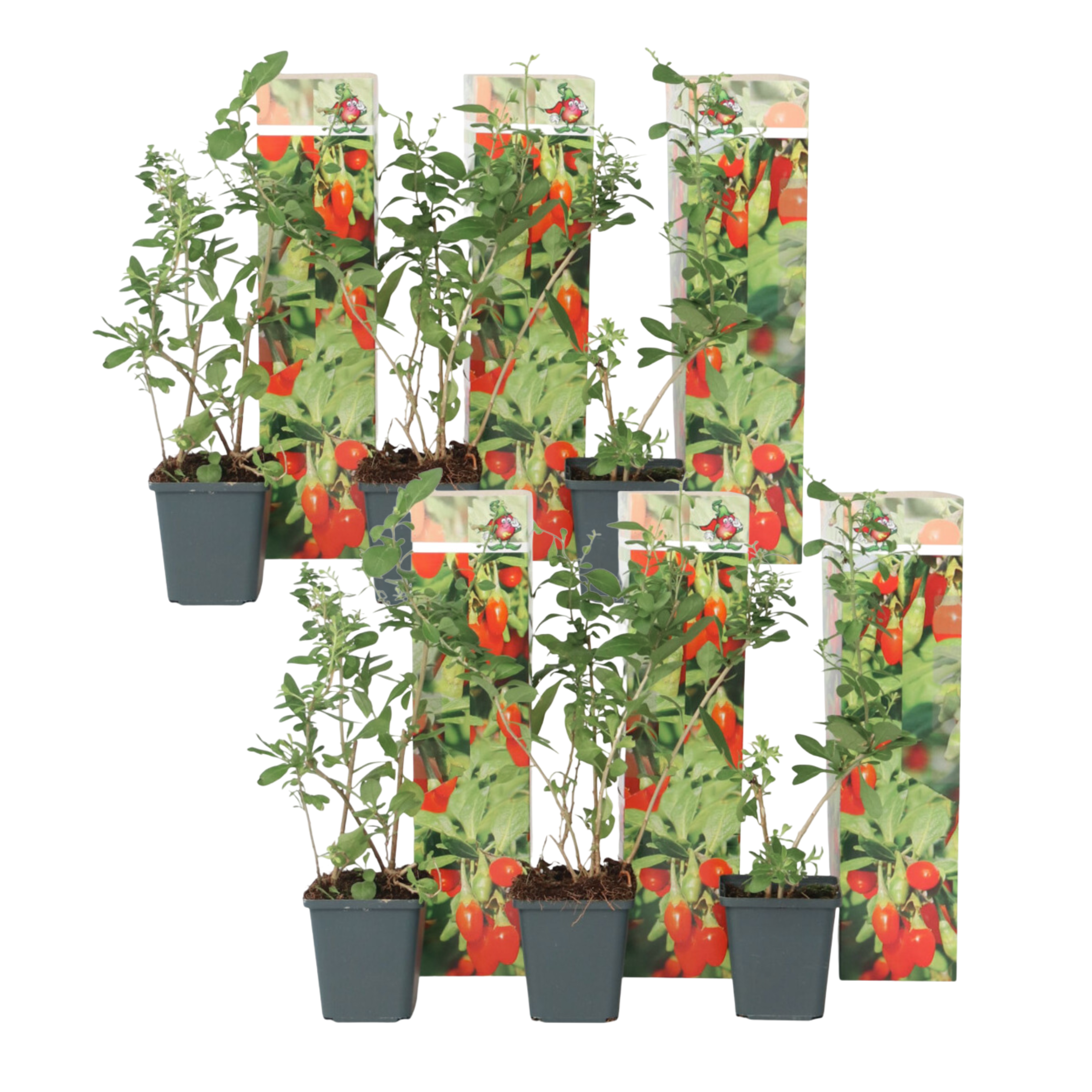 Gojibessen - Set van 6 - Lycium barbarum - Hoogte 25-40cm -⌀9cm afbeelding