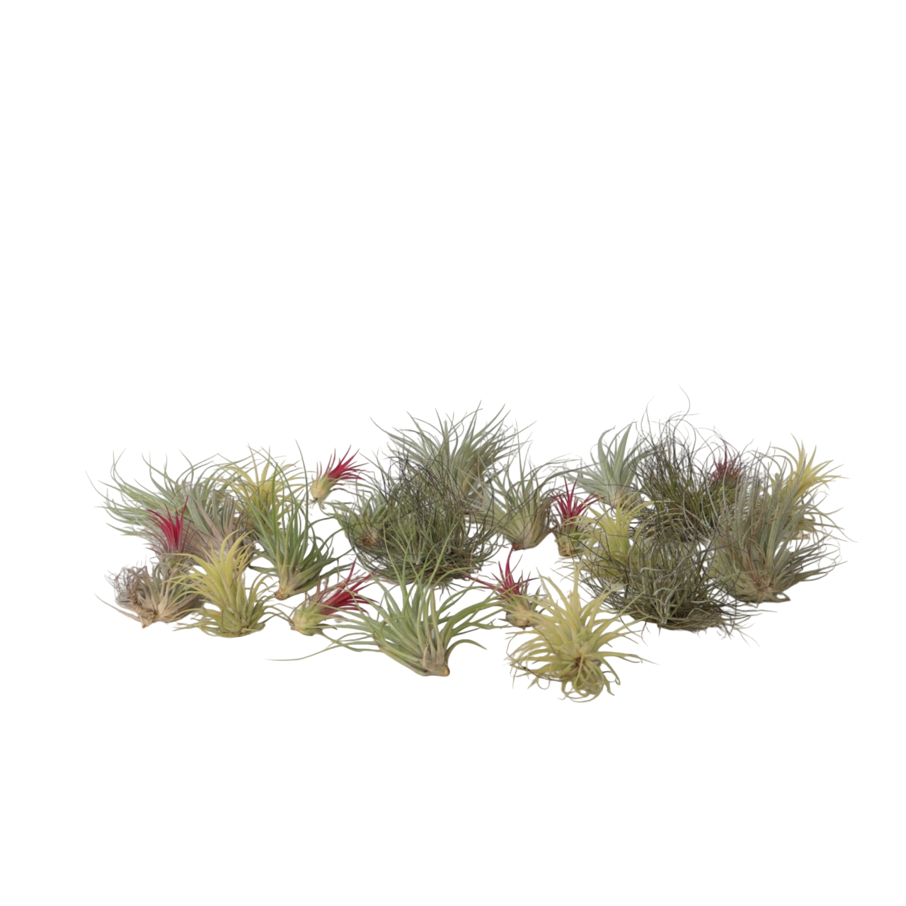 Luchtplantjes - Set van 24 - Tillandsia - Hoogte 5-15cm -⌀5cm afbeelding