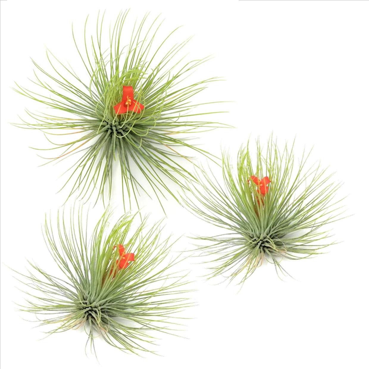 Luchtplantjes - Set van 3 - Tillandsia'Andreana'- Hoogte 5-15cm -⌀5cm afbeelding