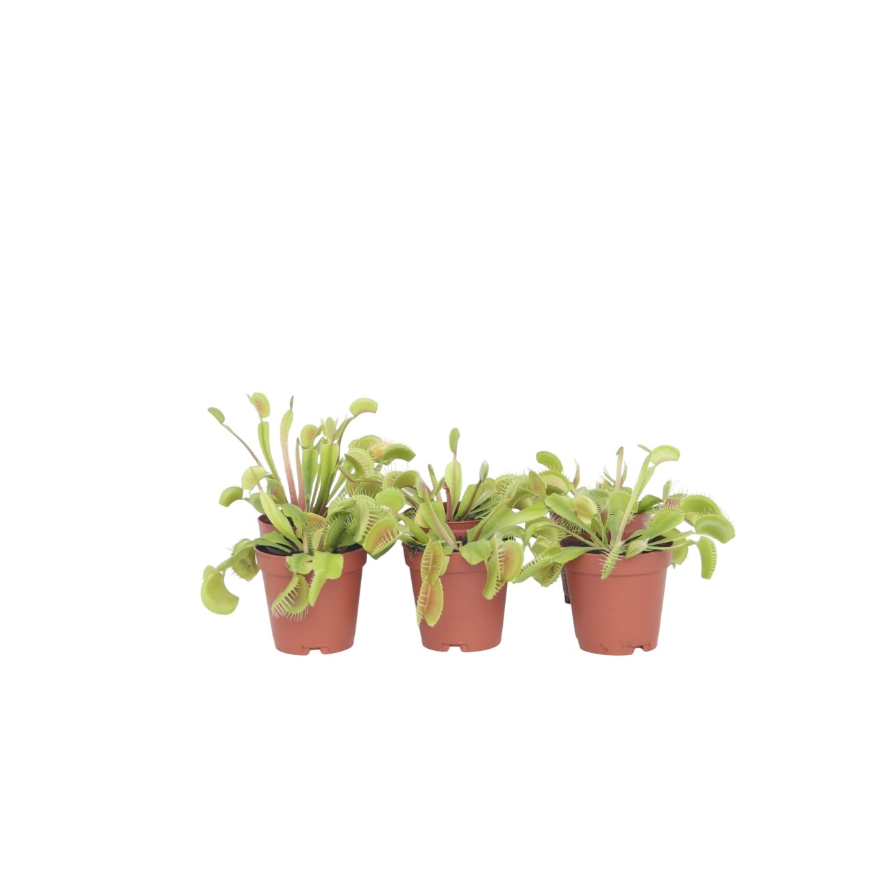 Venus vliegenvanger - Set van 6 - Dionaea muscipula - Hoogte 5-15cm -⌀5,5cm afbeelding