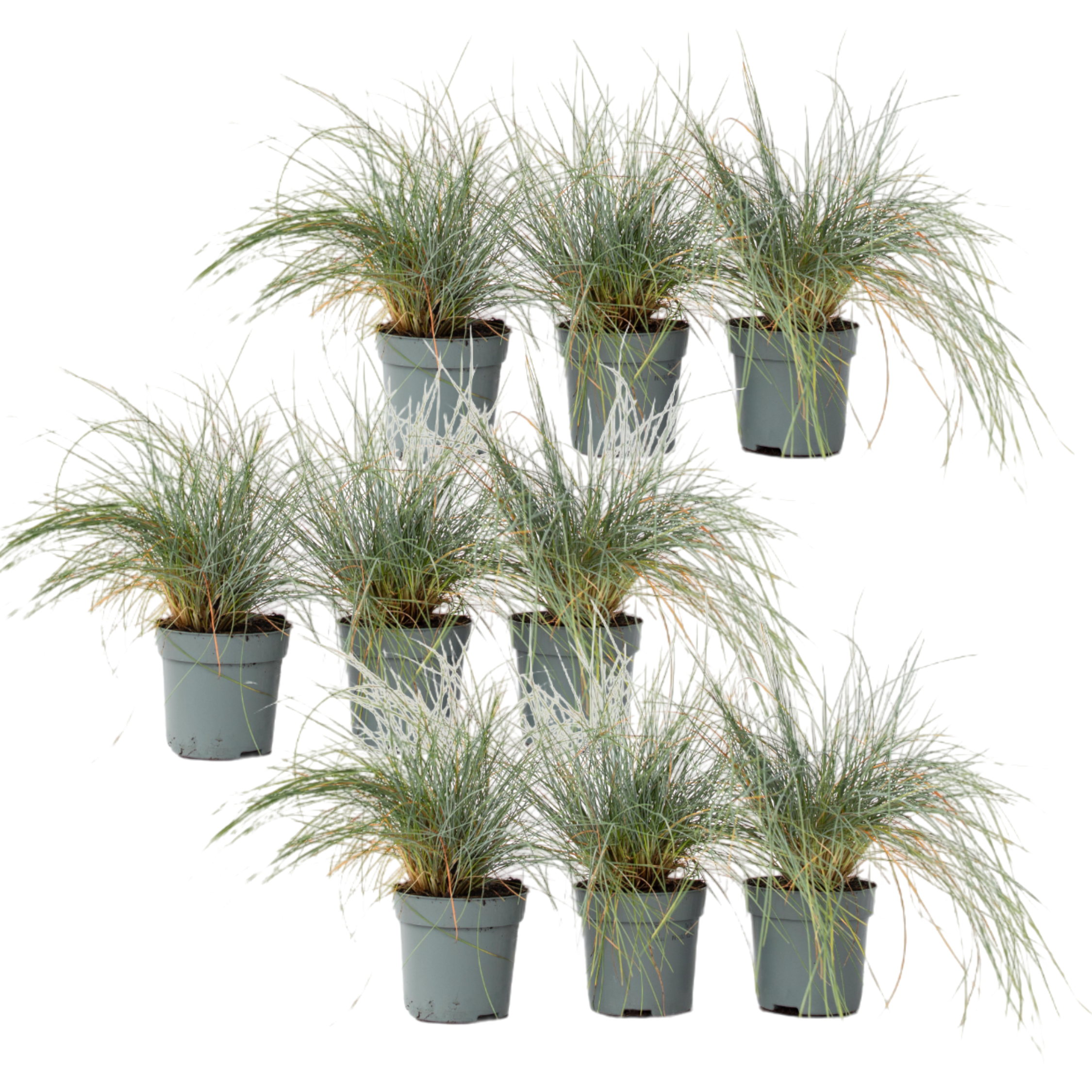 Blauw schapegras - Set van 9 - Festuca'Elijah Blue'- Hoogte 10-15cm -⌀9cm afbeelding