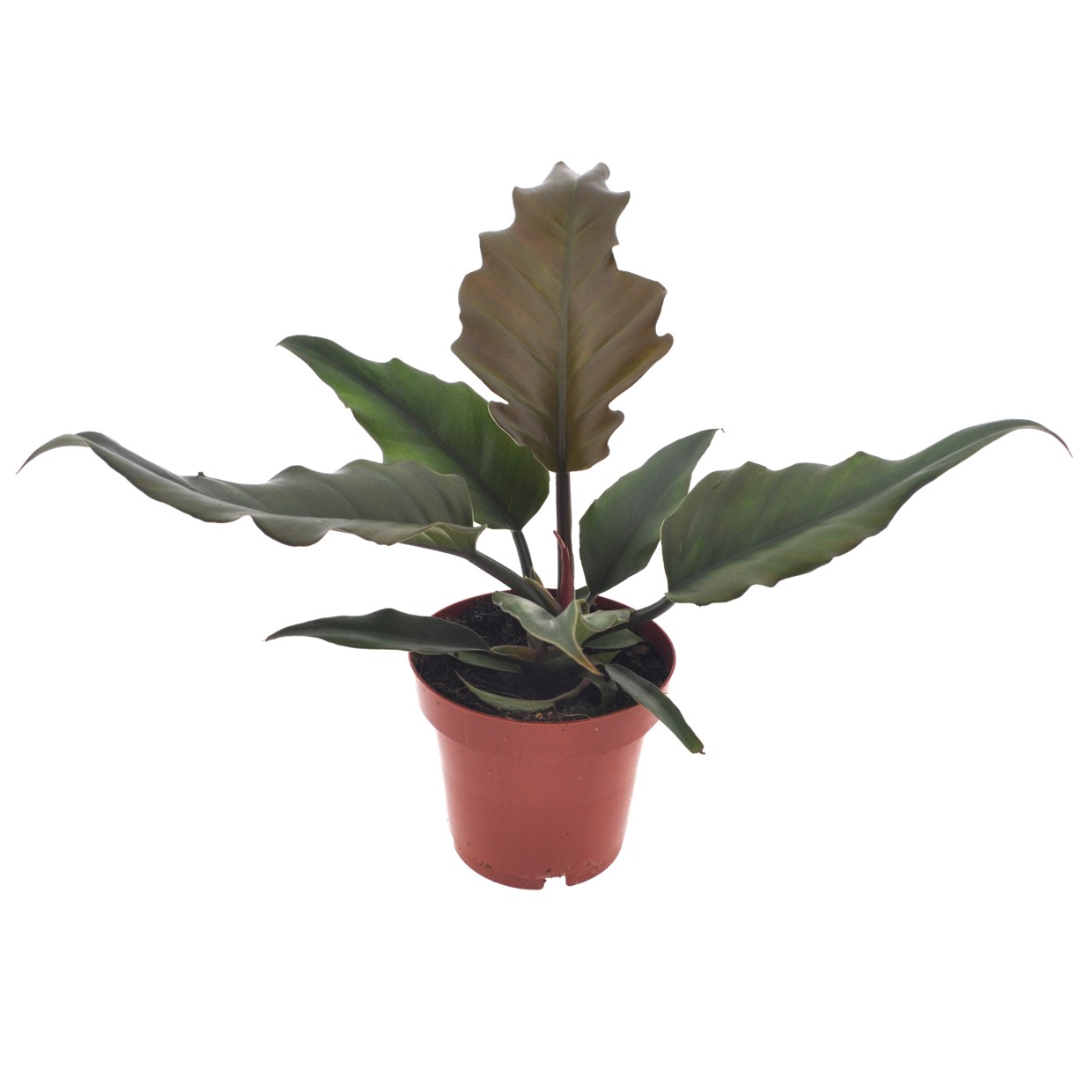 Karamelplant - Philodendron'Caramel'- Hoogte 25-35cm -⌀12cm afbeelding