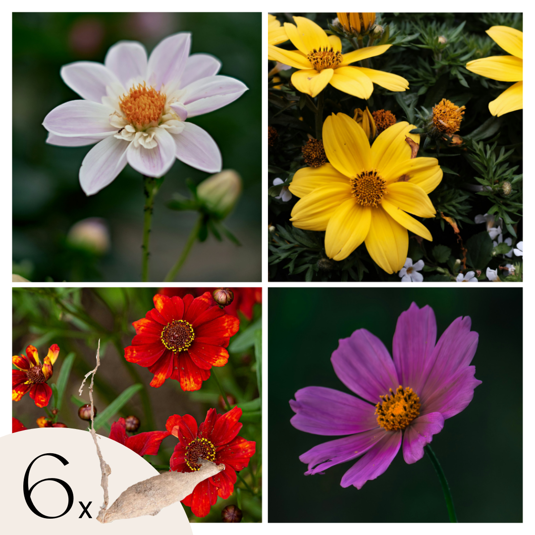 Dahliaknollen - Set van 6 - Dahlia'Topmix' afbeelding