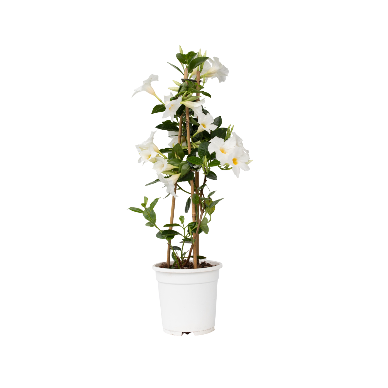 Dipladenia - Mandeville'Rio White'- Hoogte 60-70cm -⌀17cm afbeelding