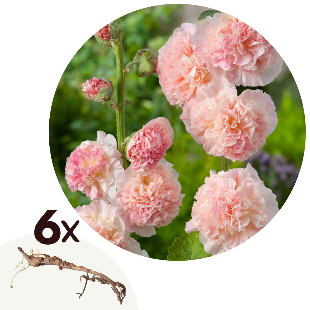 Stookroos - Set van 6 - Alcea Rosea'Peaches'N Dreams'- Wortelstokken - Roze afbeelding