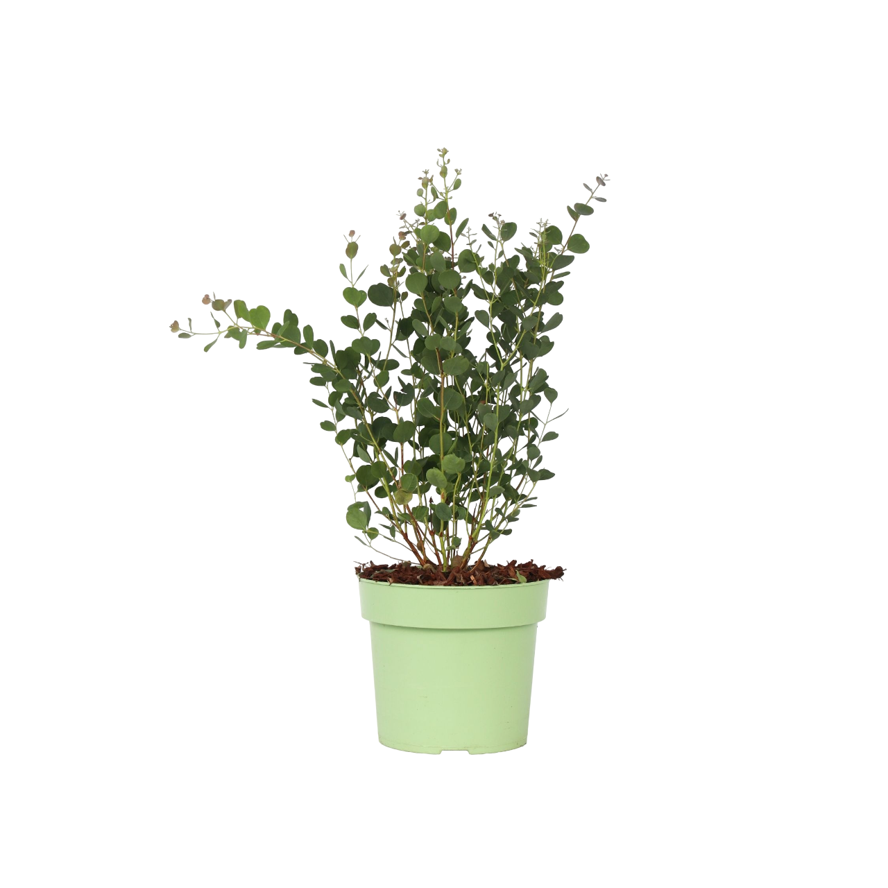Eucalyptusplant - Eucalyptus'Botanic Hearts'- Hoogte 40-50cm -⌀15cm afbeelding