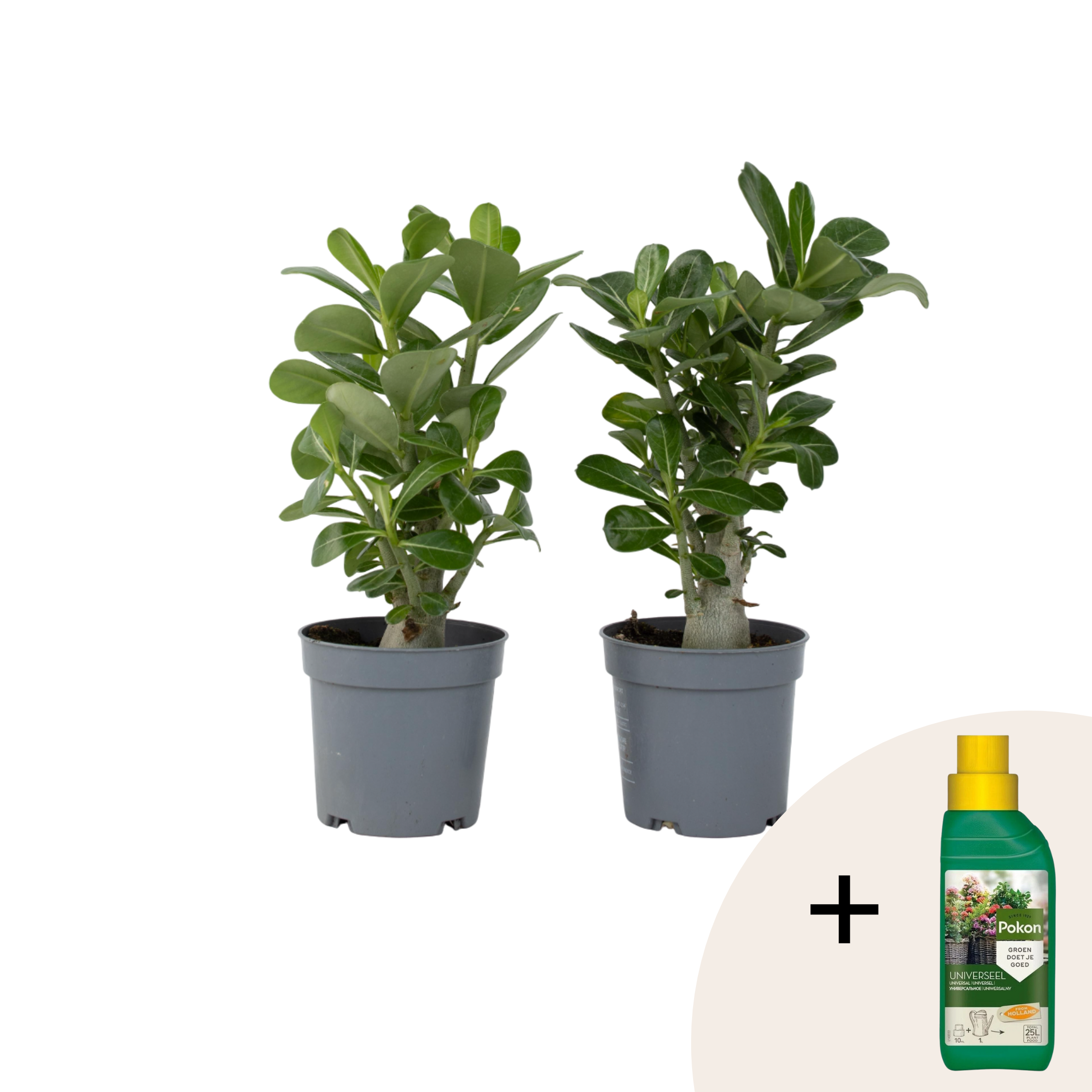 Woestijnroos - Set van 2 - Adenium obesum - Hoogte 25-40cm -⌀10,5cm afbeelding