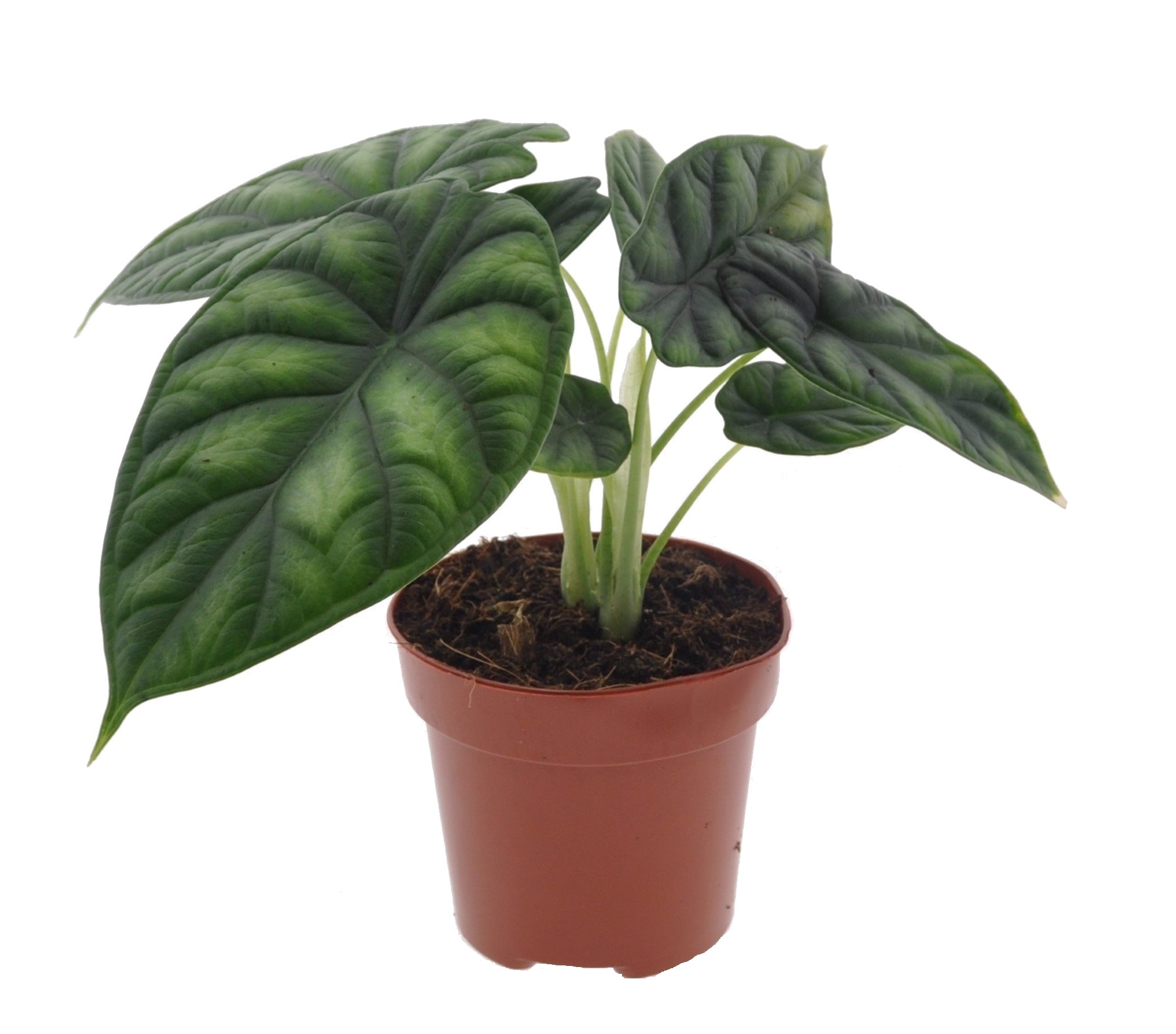 Olifantsoor - Alocasia'Dragon Scale'- Hoogte 30-40cm -⌀12cm afbeelding