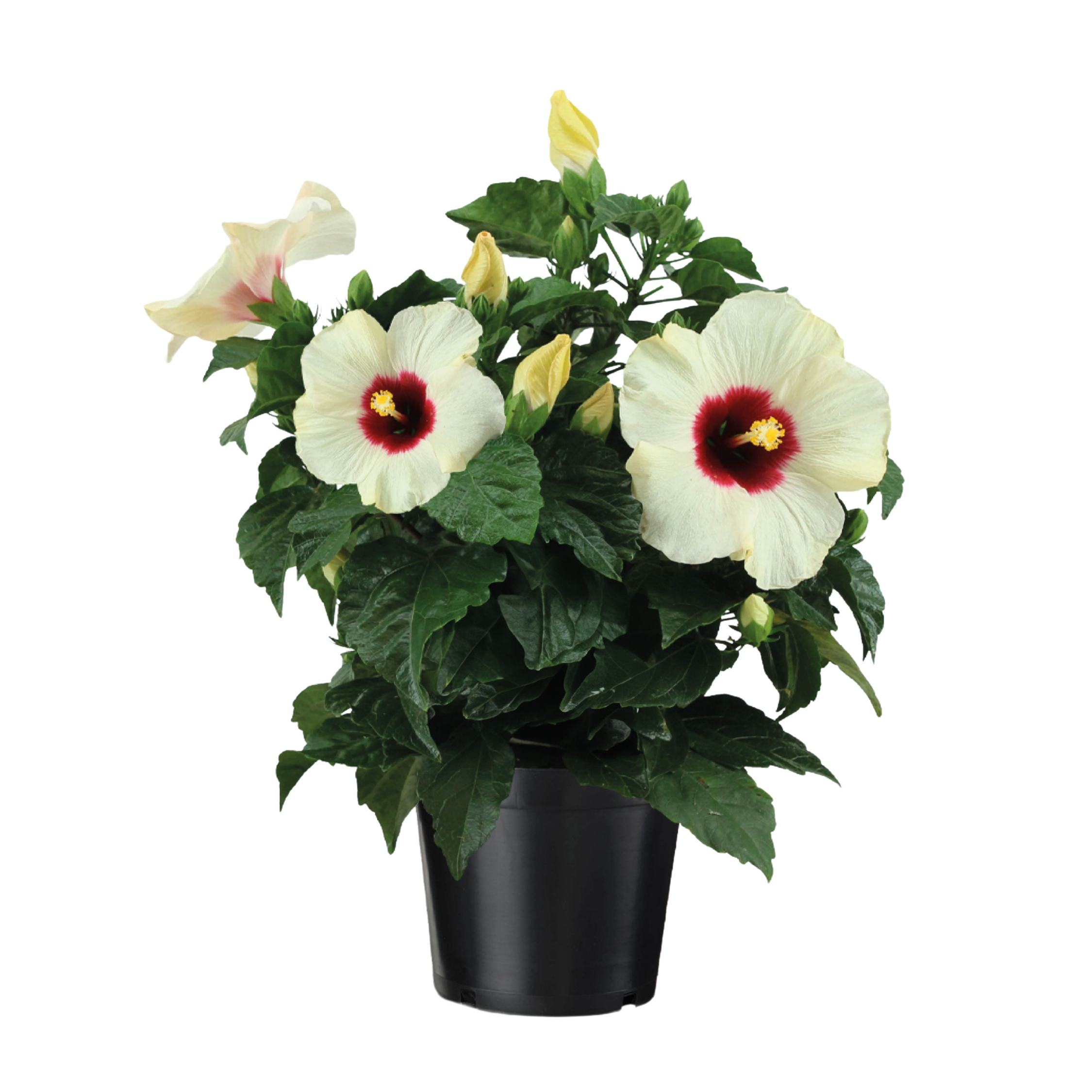 Chinese roos - Hibiscus rosa-sinensis - Wit -⌀17cm - Hoogte 40-50cm afbeelding