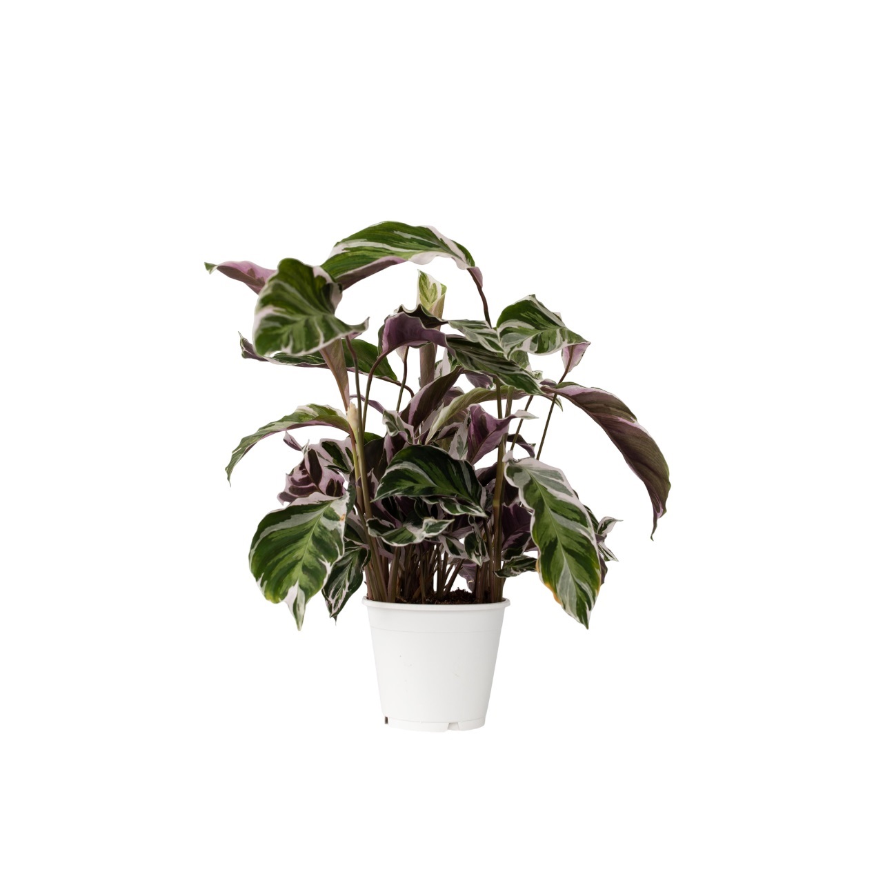Pauwenplant - Calathea Lietzei'White Fusion'- Hoogte 30-40cm -⌀14cm afbeelding