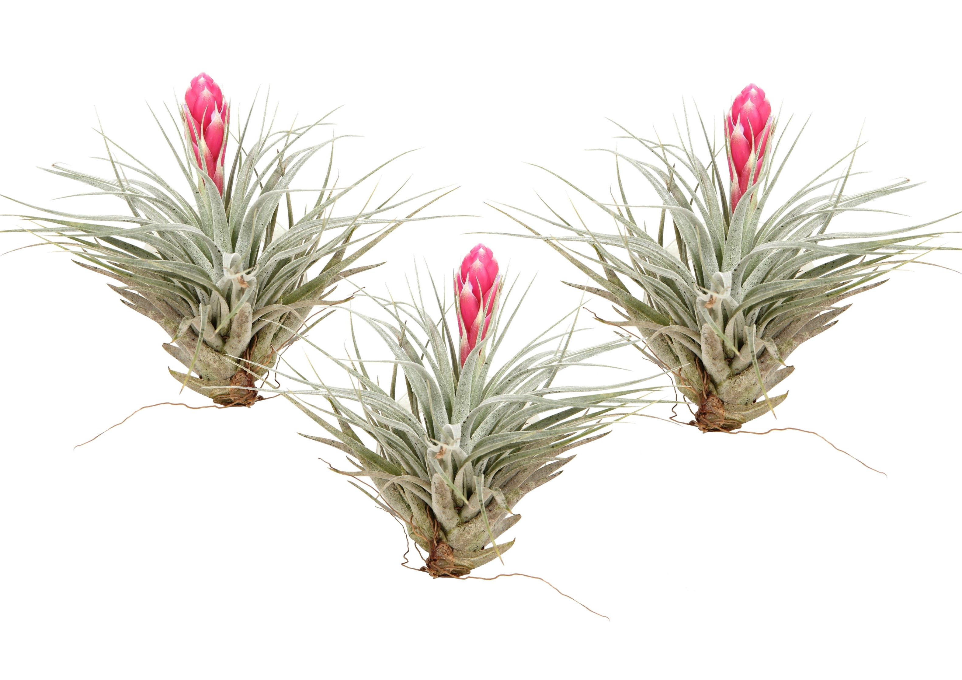Luchtplantjes - Set van 3 - Tillandsia'Cotton Candy'- Hoogte 5-15cm -⌀5cm afbeelding