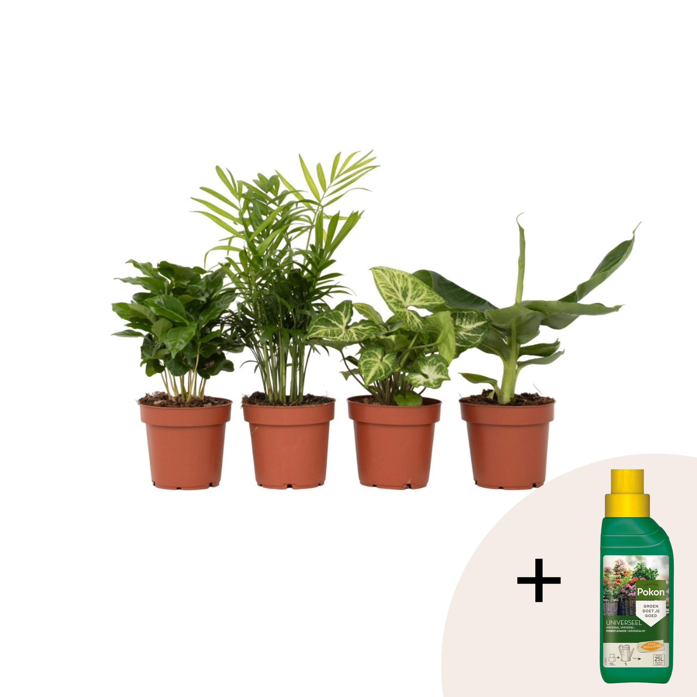Kamerplantenset - Set van 4 - Hoogte 25-40cm -⌀12cm afbeelding