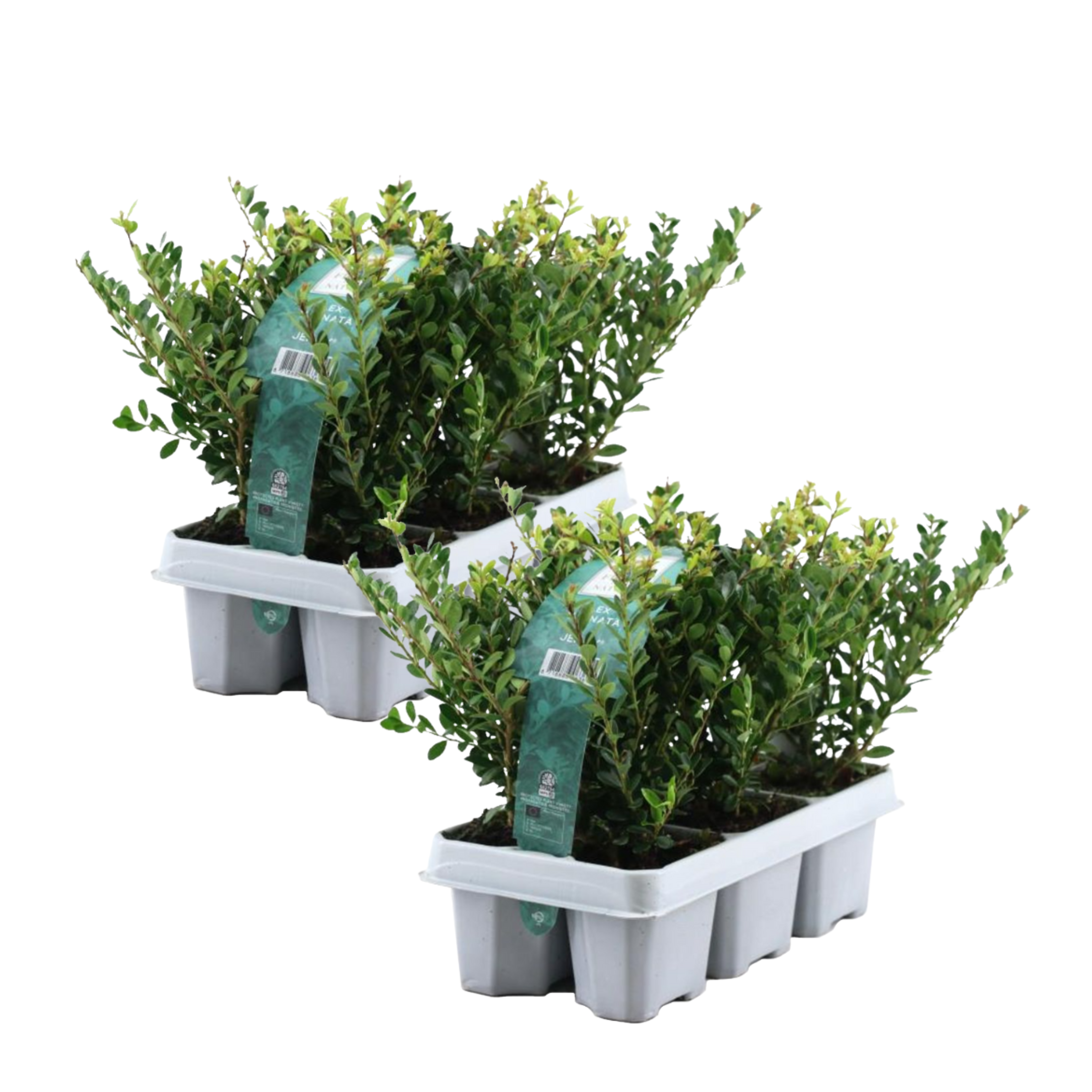 Hulsthaag - Set van 12 - Ilex crenata'Jenny'- Hoogte 10-20cm -⌀9cm afbeelding