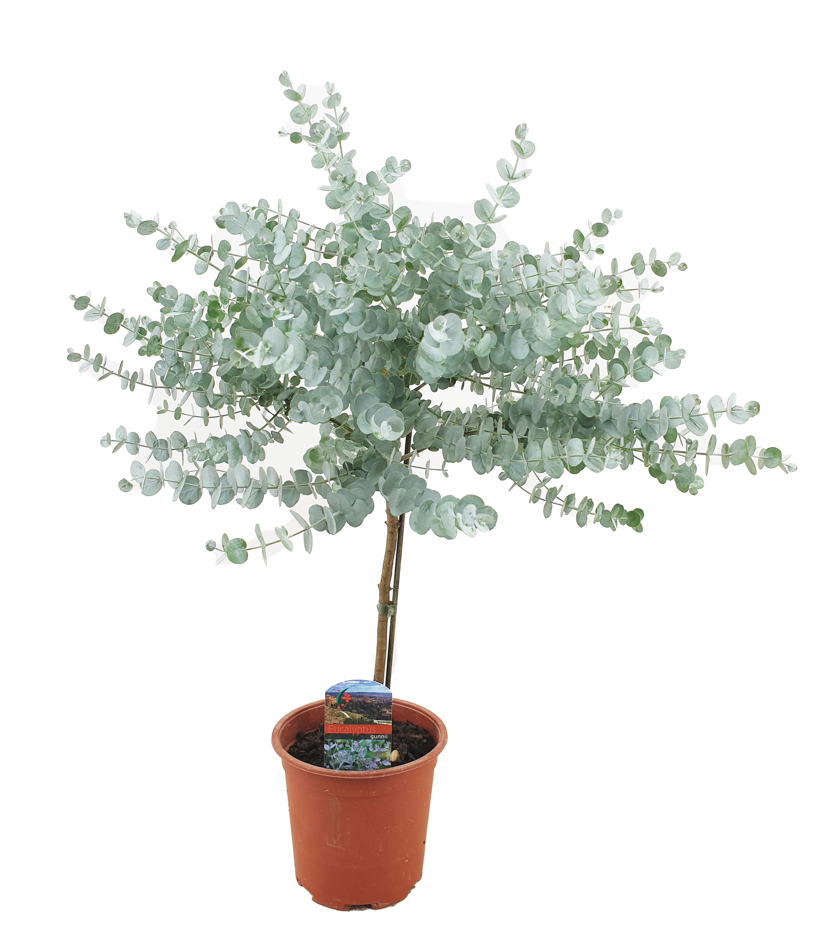 Gomboom - Eucalyptus'Gunnii'- Hoogte 55-65cm -⌀17cm afbeelding