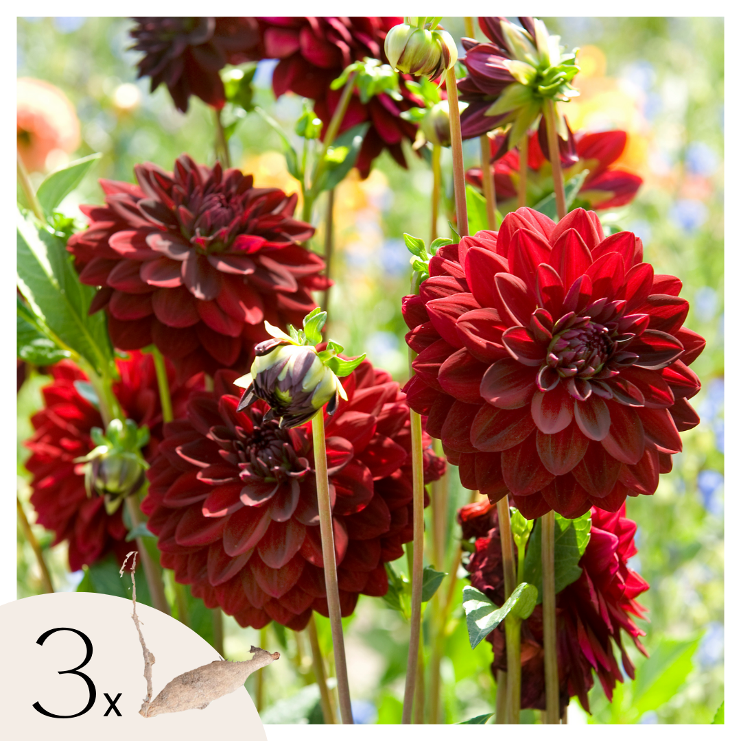 Dahliaknollen - Set van 3 - Dahlia'Arabian Night'- Rood afbeelding